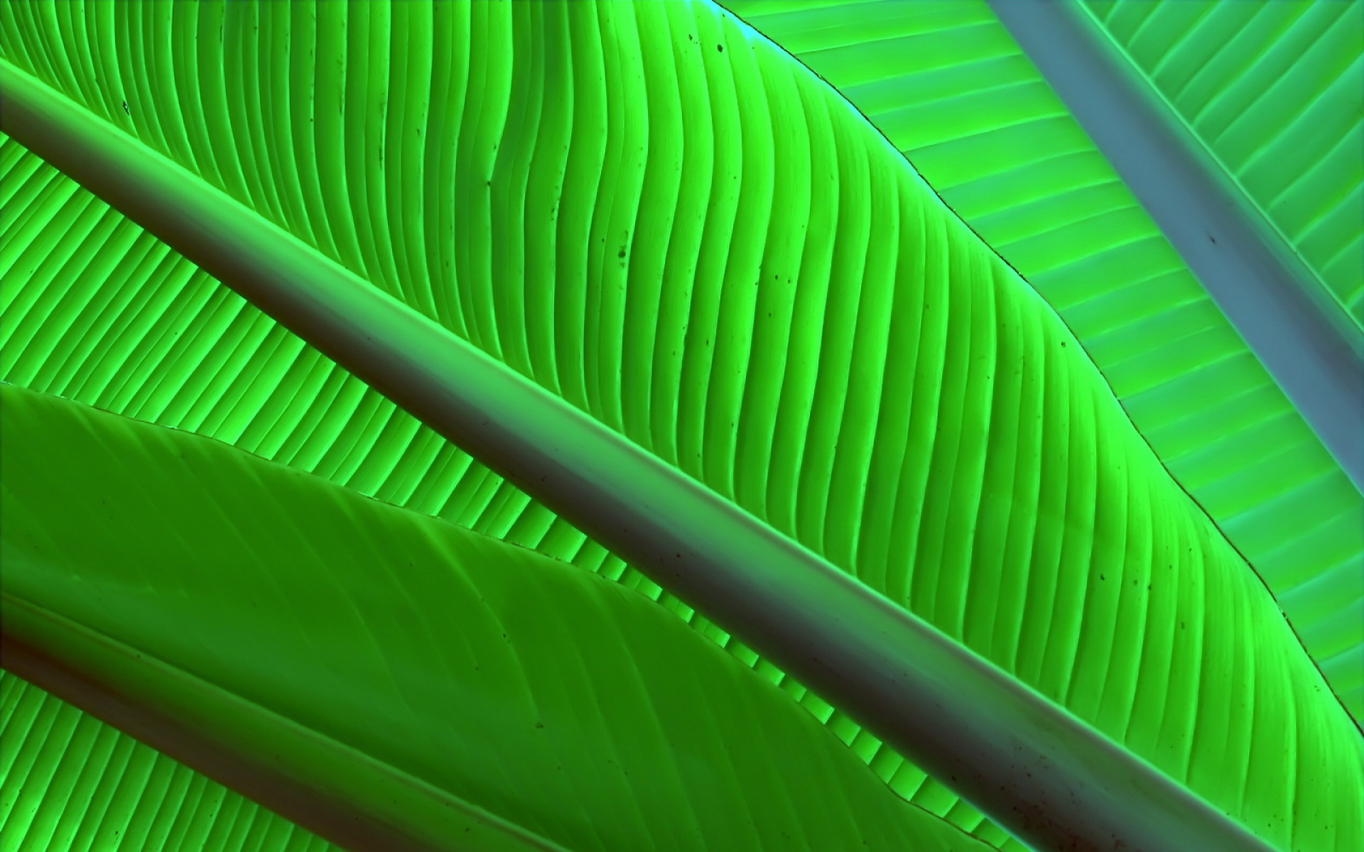 小清新,护眼壁纸,绿色,儿童桌面专用