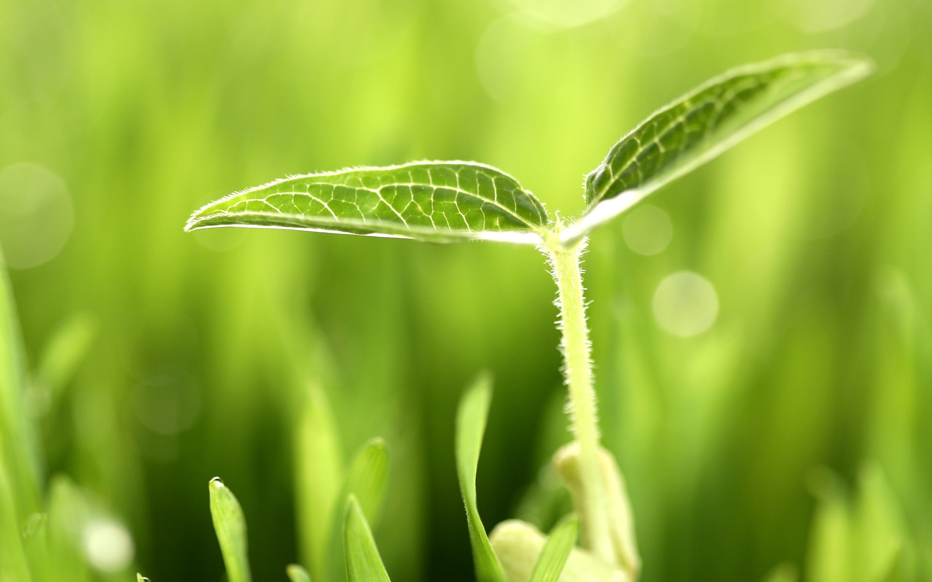 小清新,护眼壁纸,绿色,叶,植物,儿童桌面专用