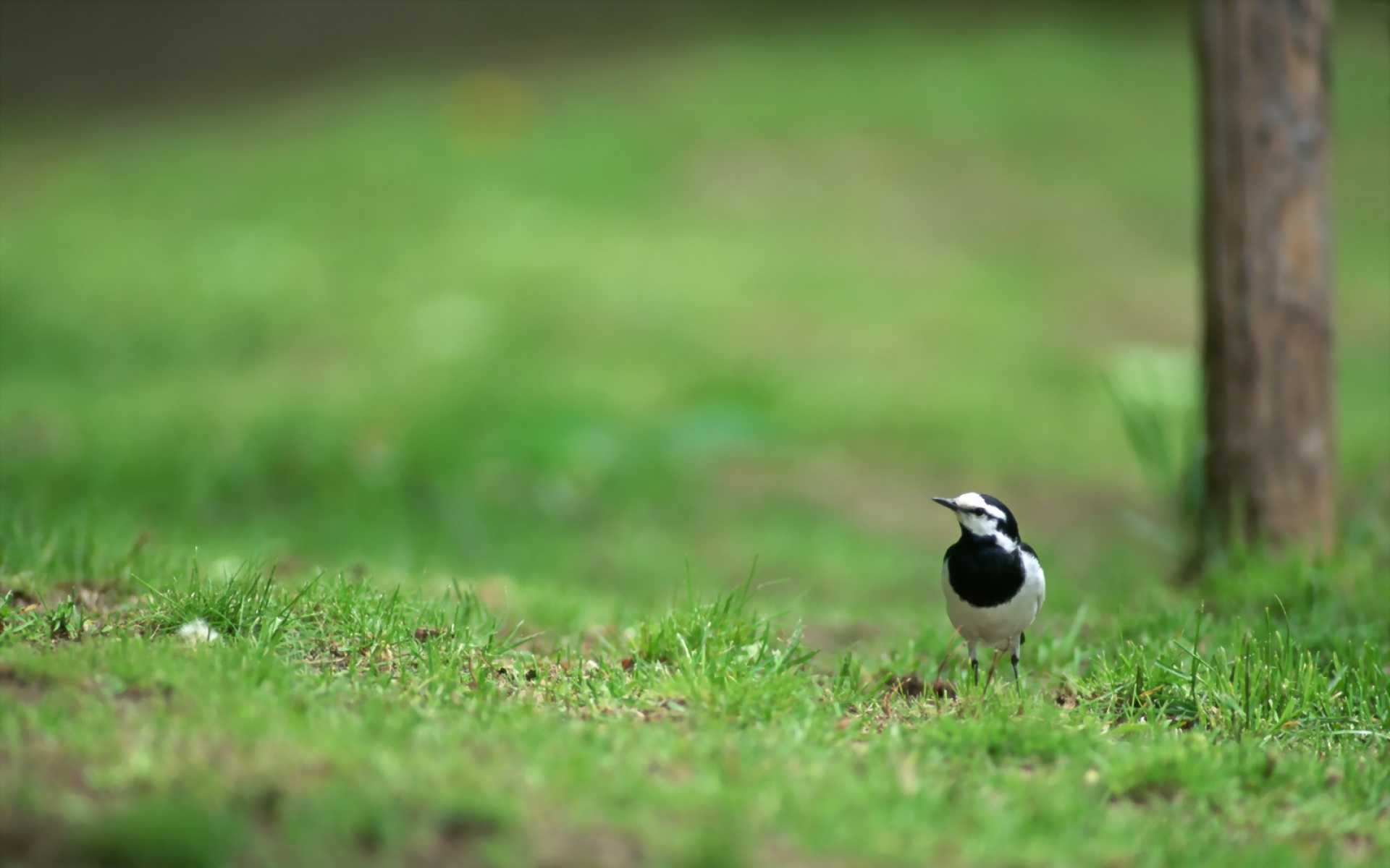 高清,鸟,动物,摄影,2012Y十一月03D,儿童桌面专用