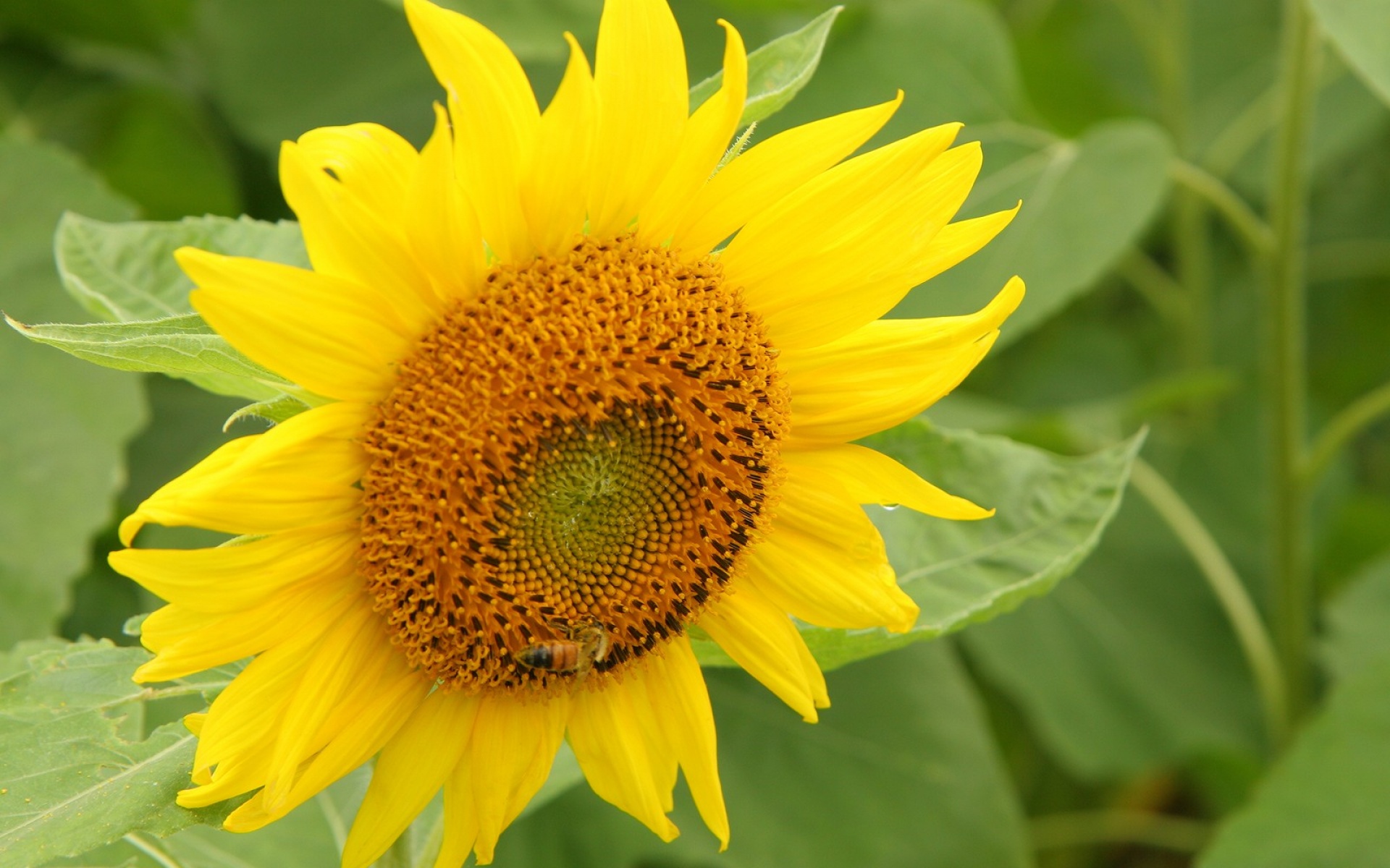 小清新,鸟语花香,葵花,儿童桌面专用
