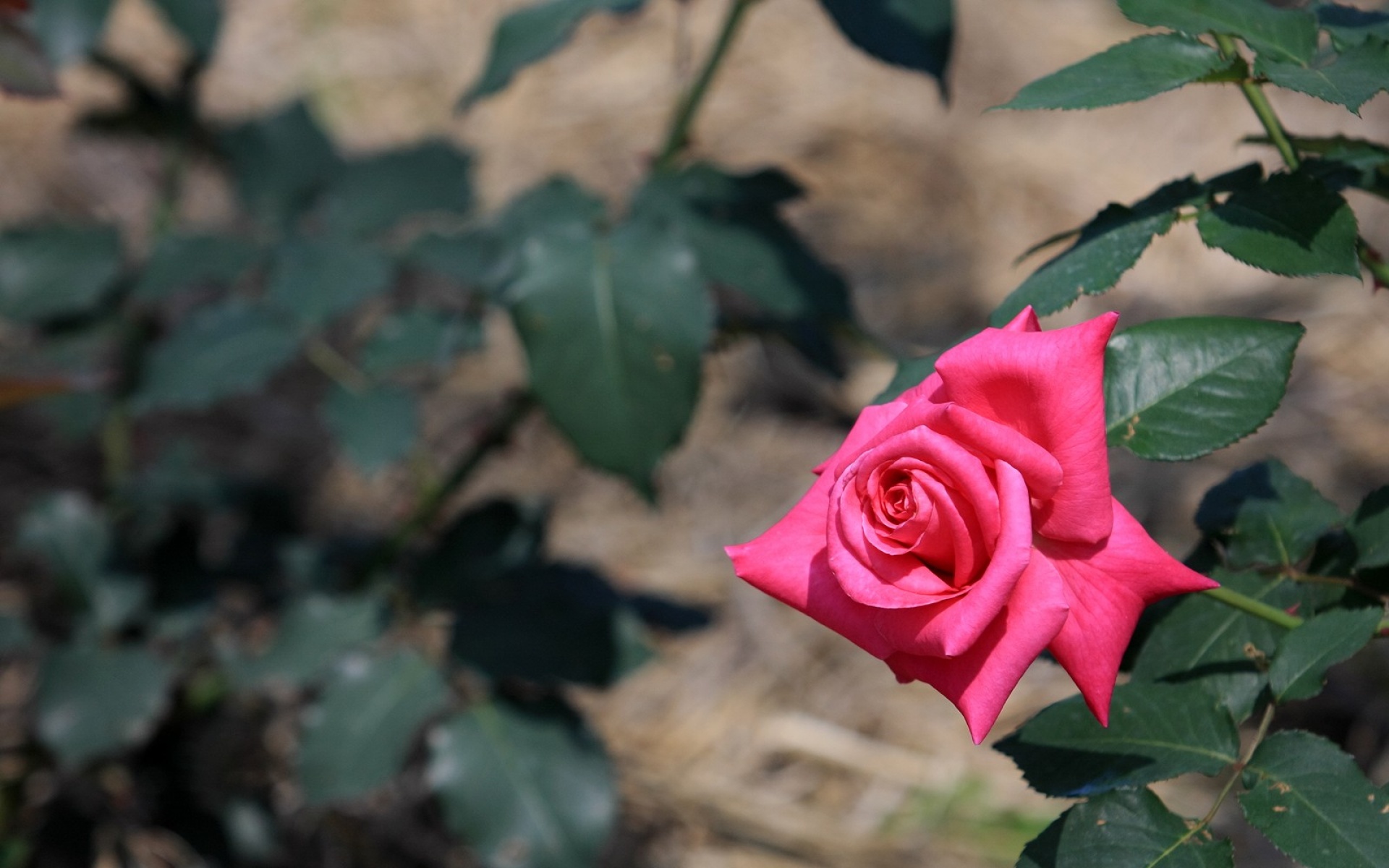 小清新,鸟语花香,花卉,儿童桌面专用