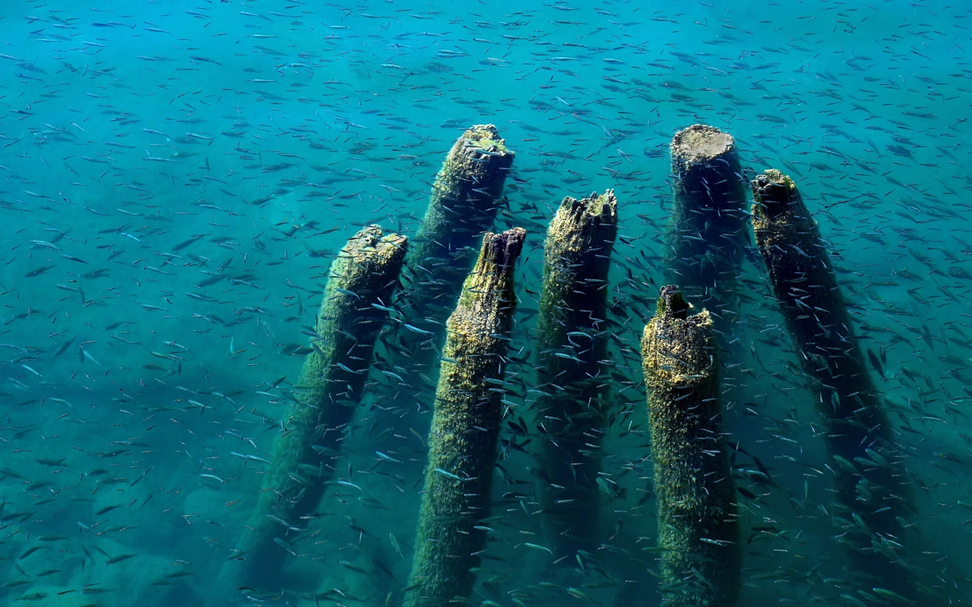萌宠,鱼,海底世界,儿童桌面专用