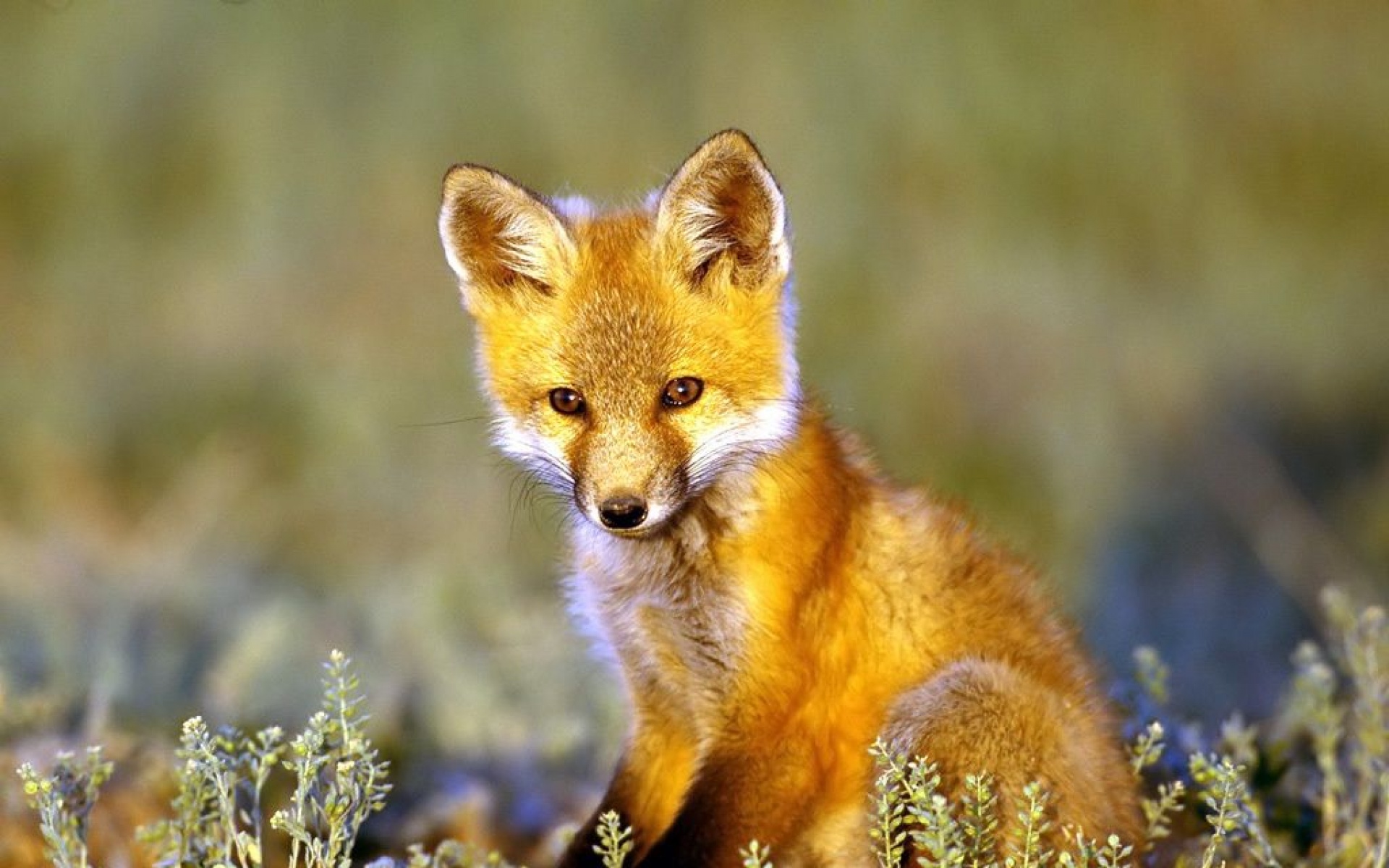 卖萌图,儿童桌面专用