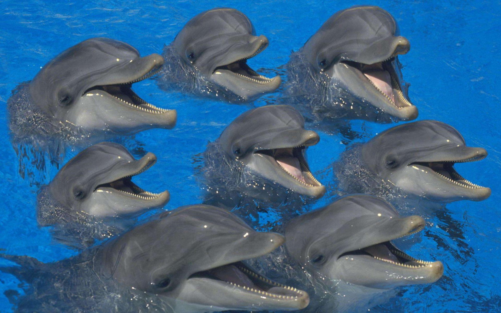 萌宠,海豚,海底世界,儿童桌面专用