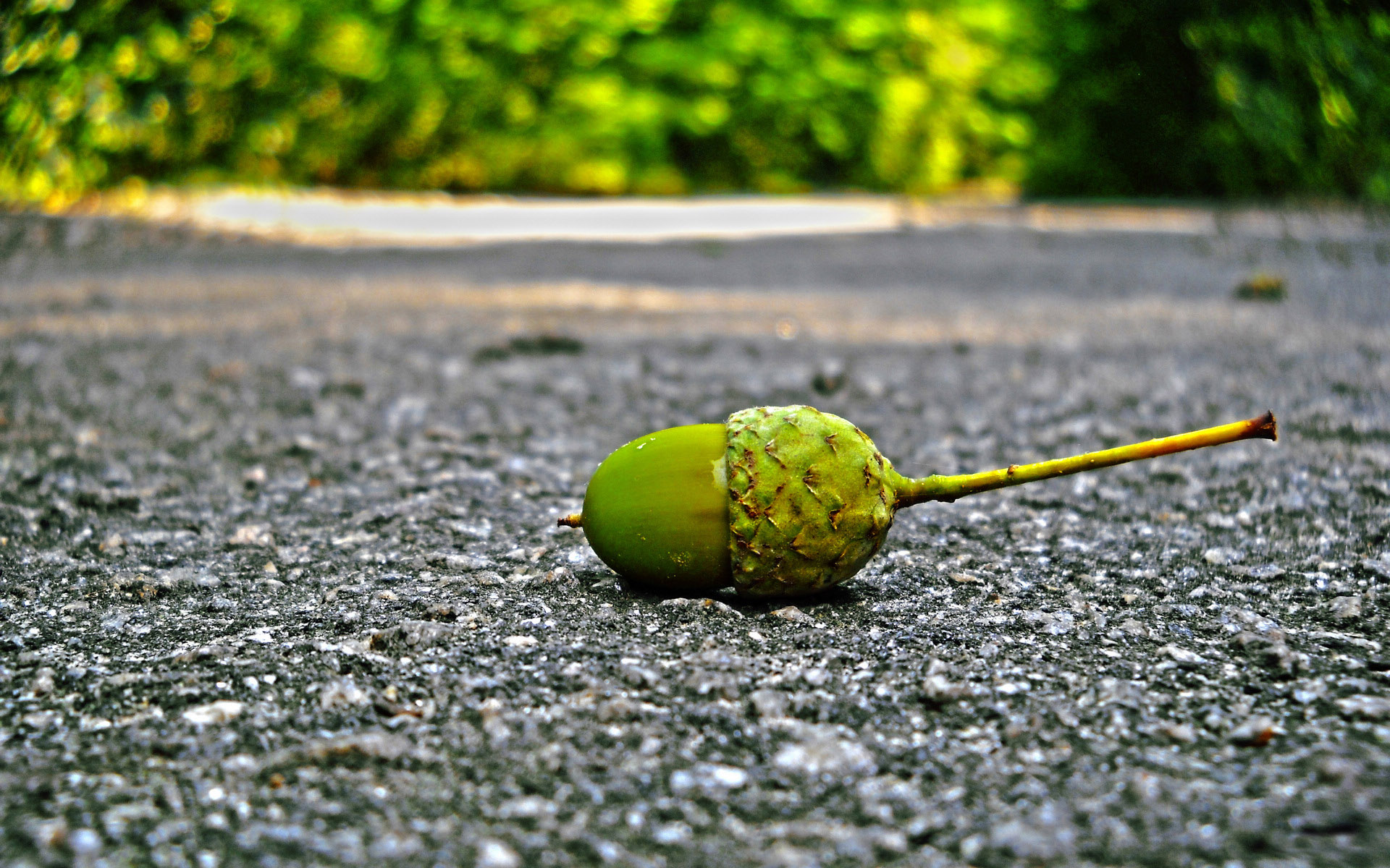 小清新,护眼壁纸,橡子,儿童桌面专用