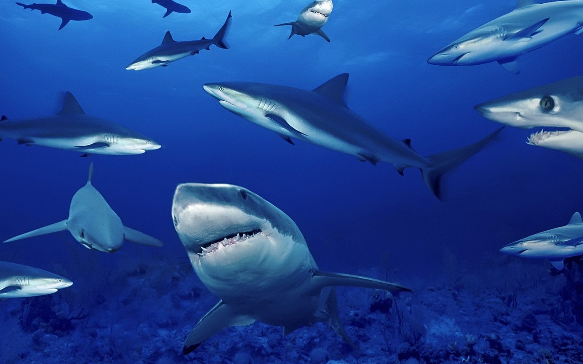 萌宠,鱼,海底世界,儿童桌面专用