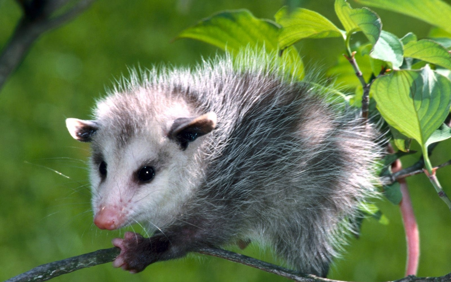 高清,动物,2012Y十一月10D,儿童桌面专用