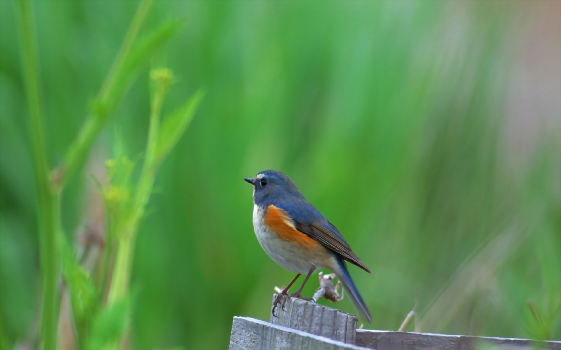 高清,鸟,动物,摄影,2012Y十一月03D,儿童桌面专用