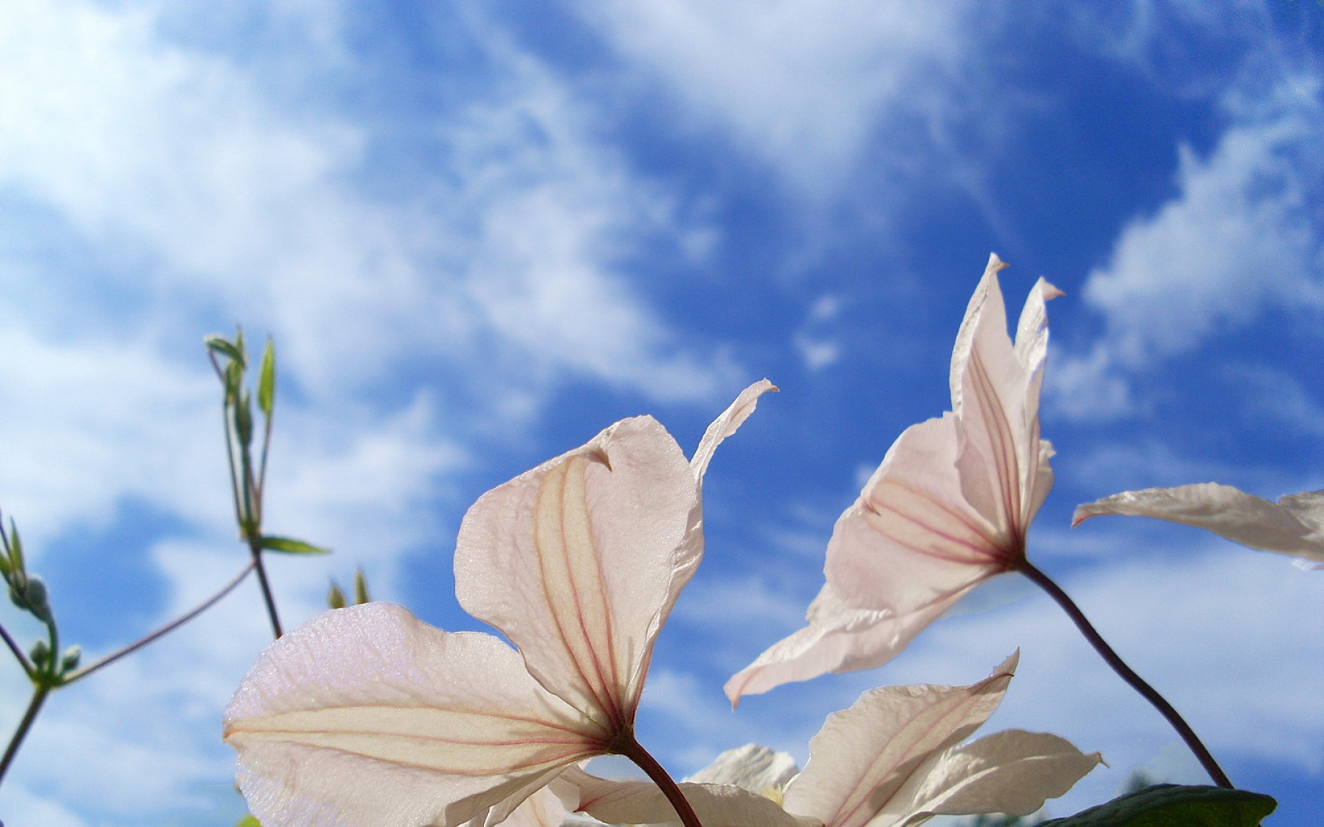 小清新,护眼壁纸,花卉,儿童桌面专用