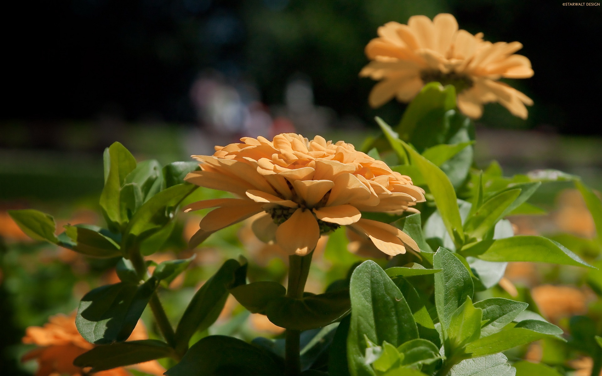 小清新,鸟语花香,植物,花,儿童桌面专用