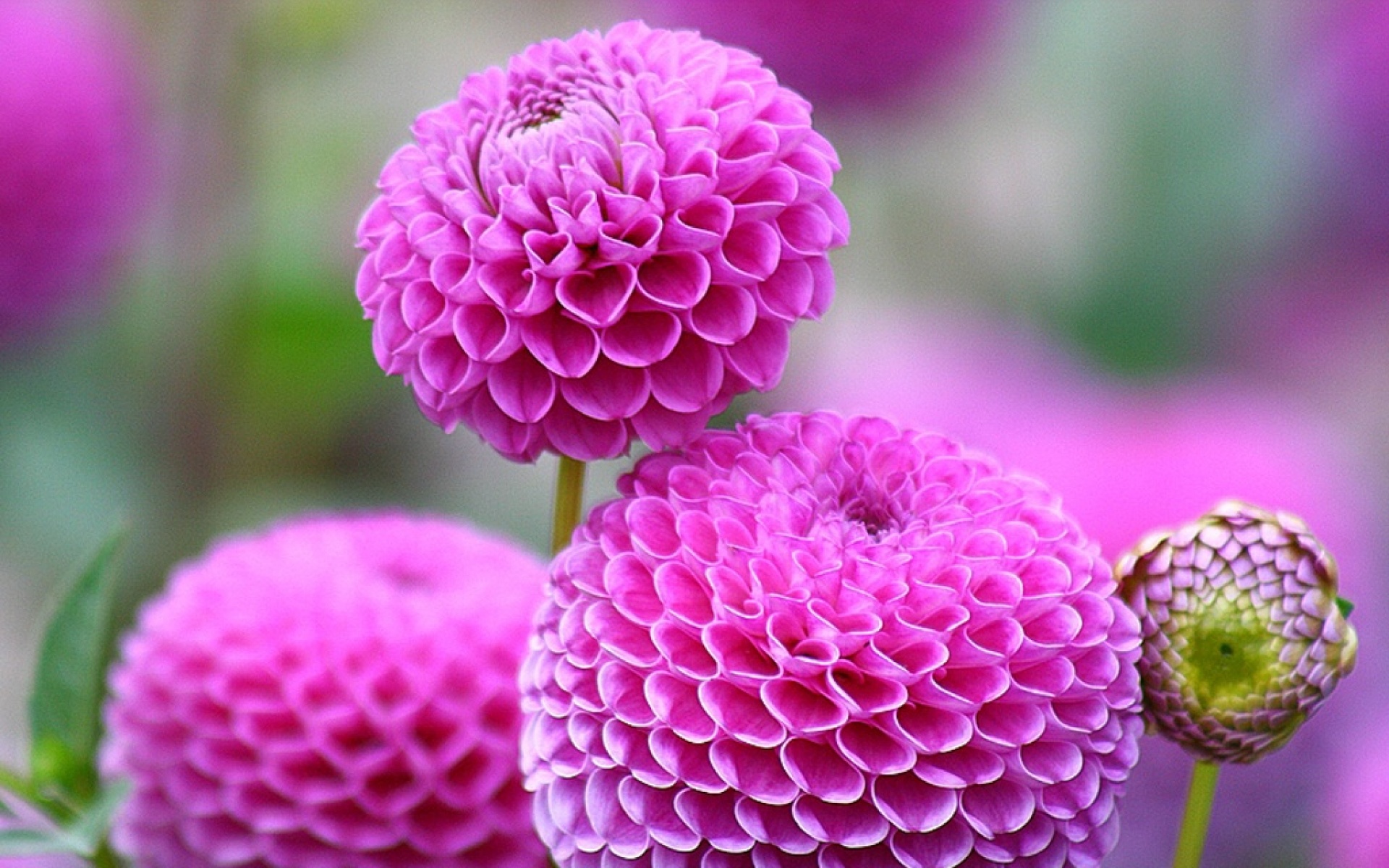 小清新,静物写真,菊花,植物,儿童桌面专用