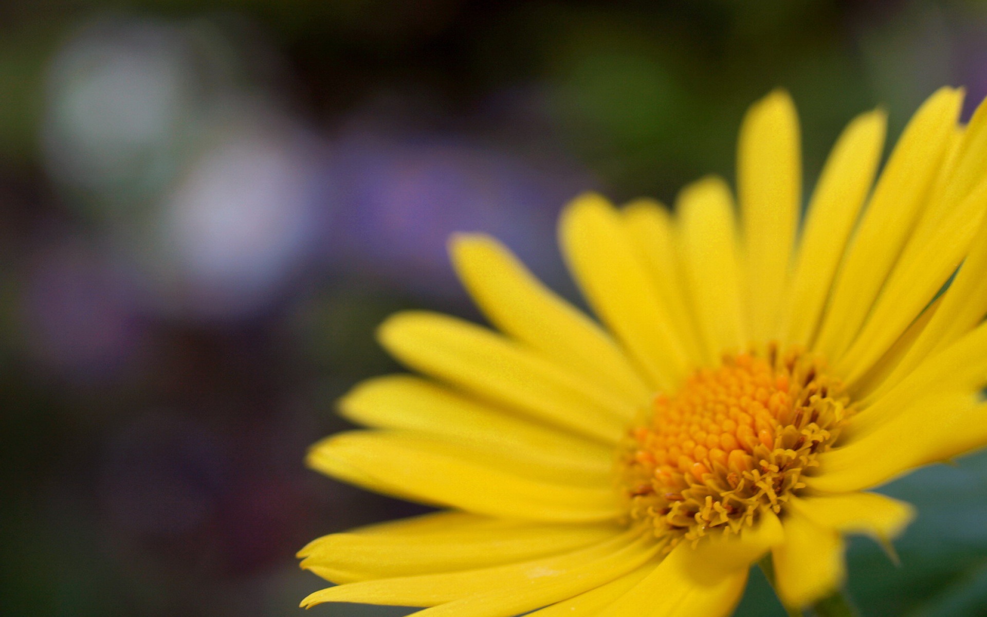 小清新,静物写真,静物,植物,儿童桌面专用