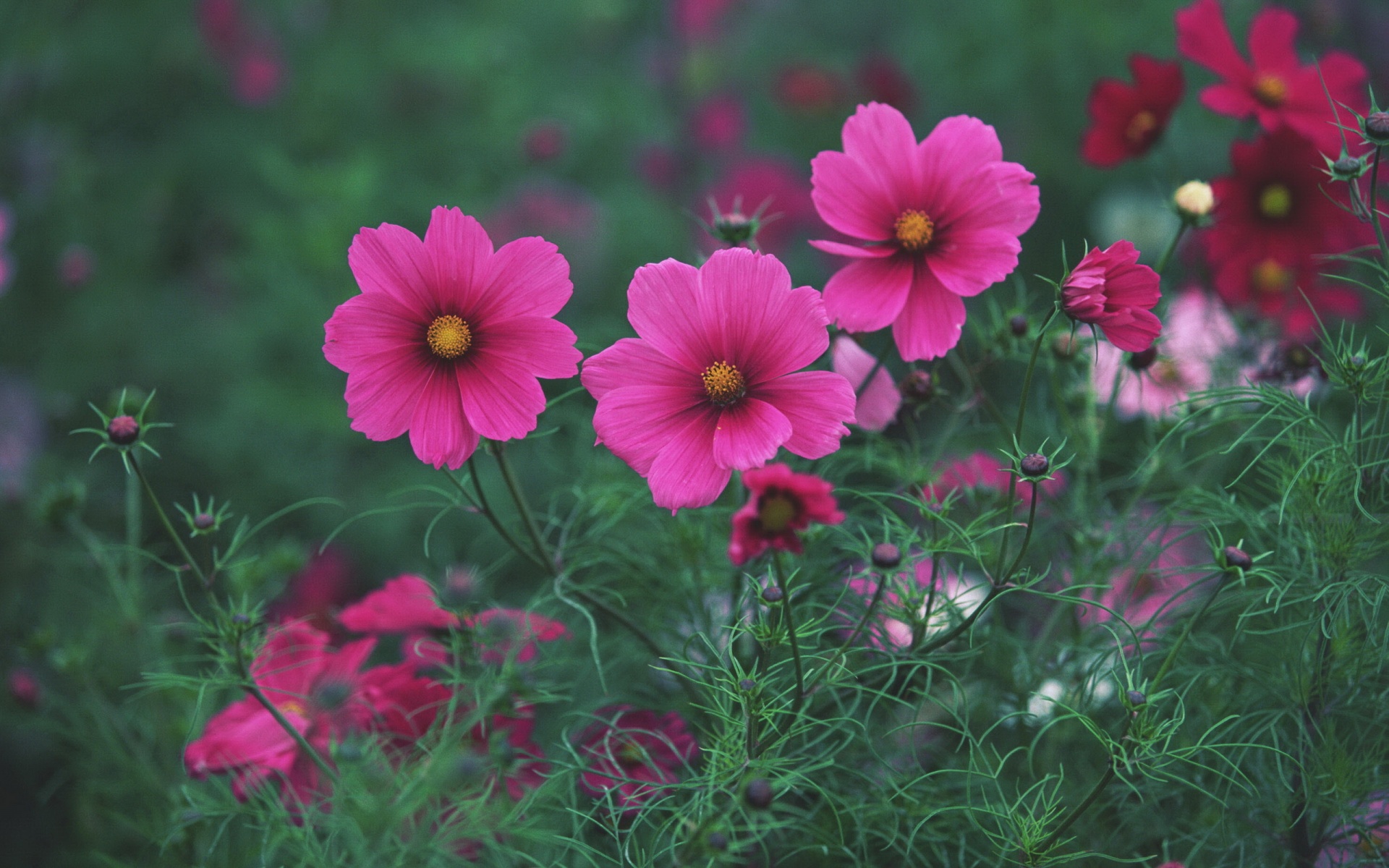 小清新,鸟语花香,花卉,儿童桌面专用