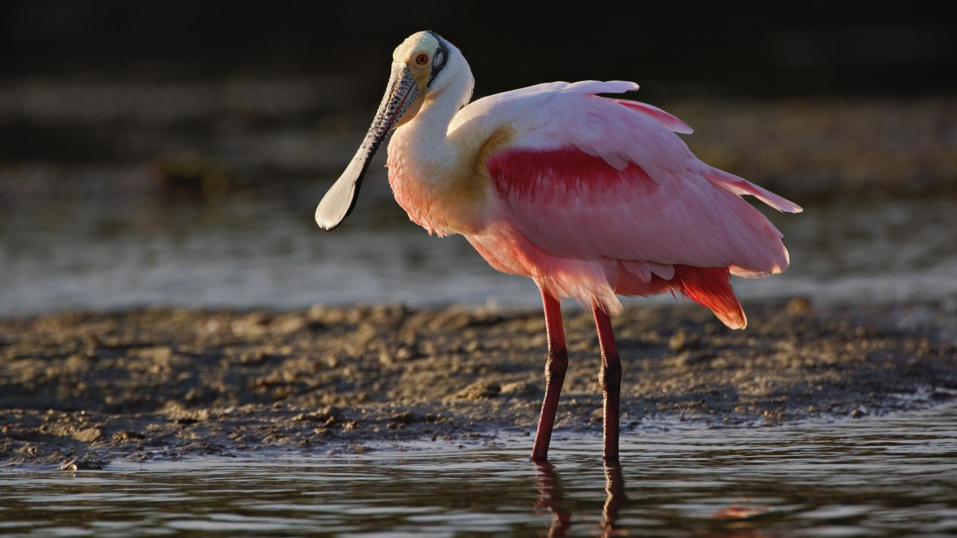 动物,鹈鹕,小鸟天地,儿童桌面专用