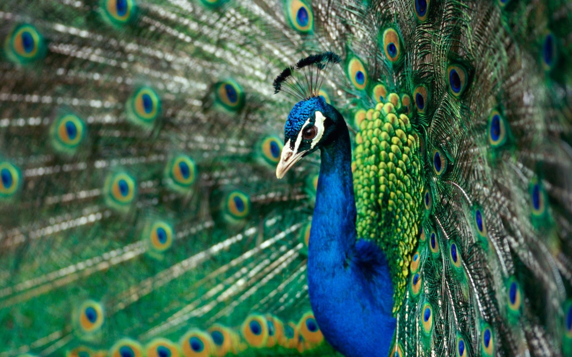 野生动物,孔雀,儿童桌面专用