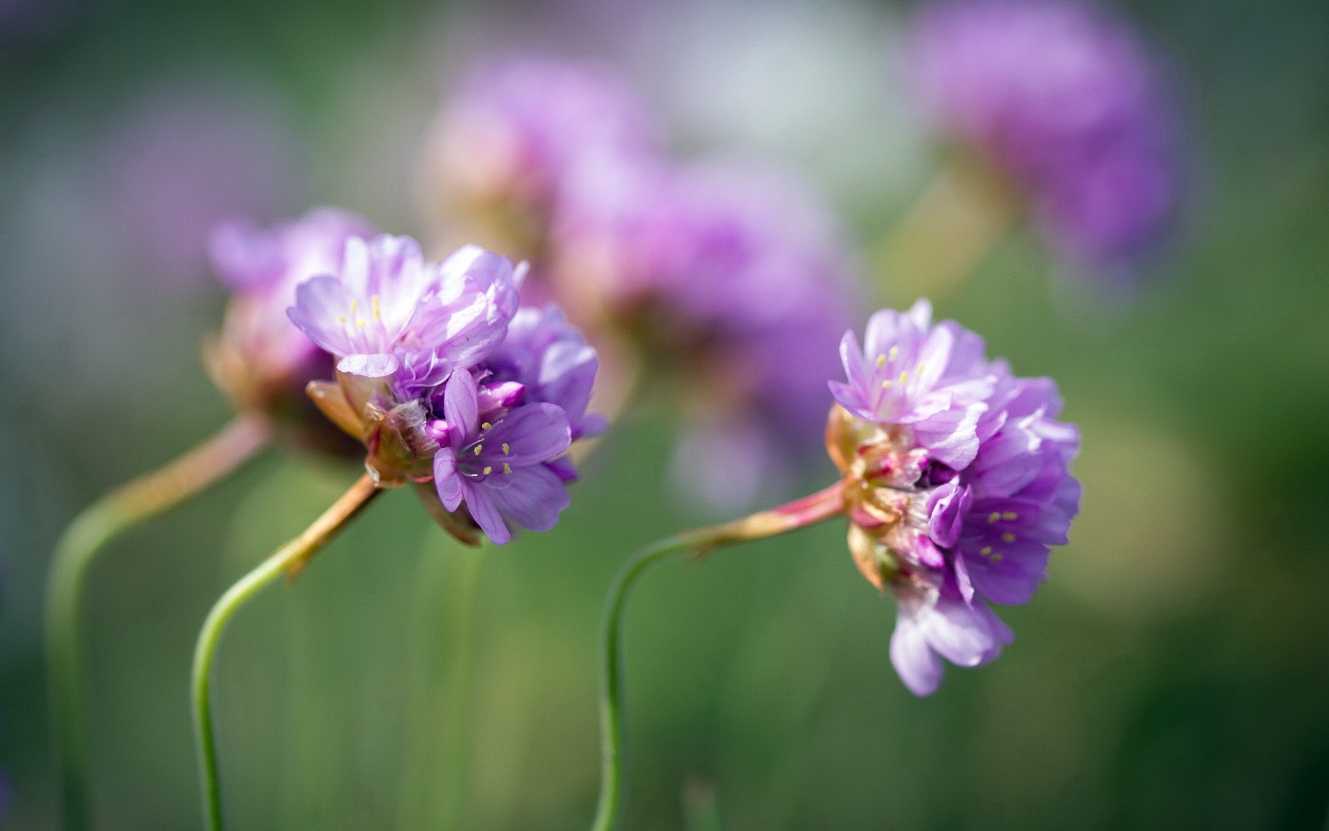 清新,花卉,浪漫,美丽2012Y十月28D,儿童桌面专用