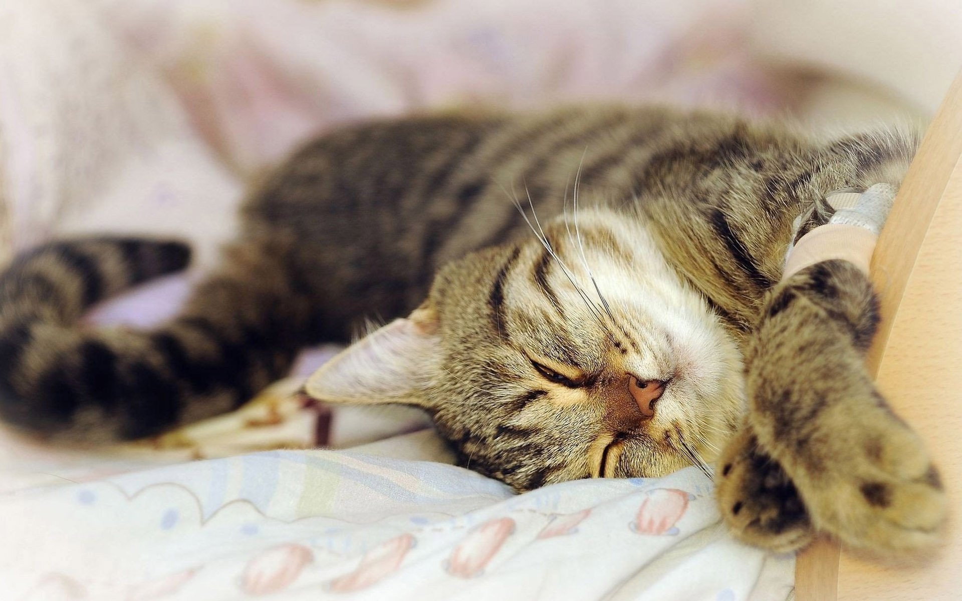 萌宠,喵星人,儿童桌面专用