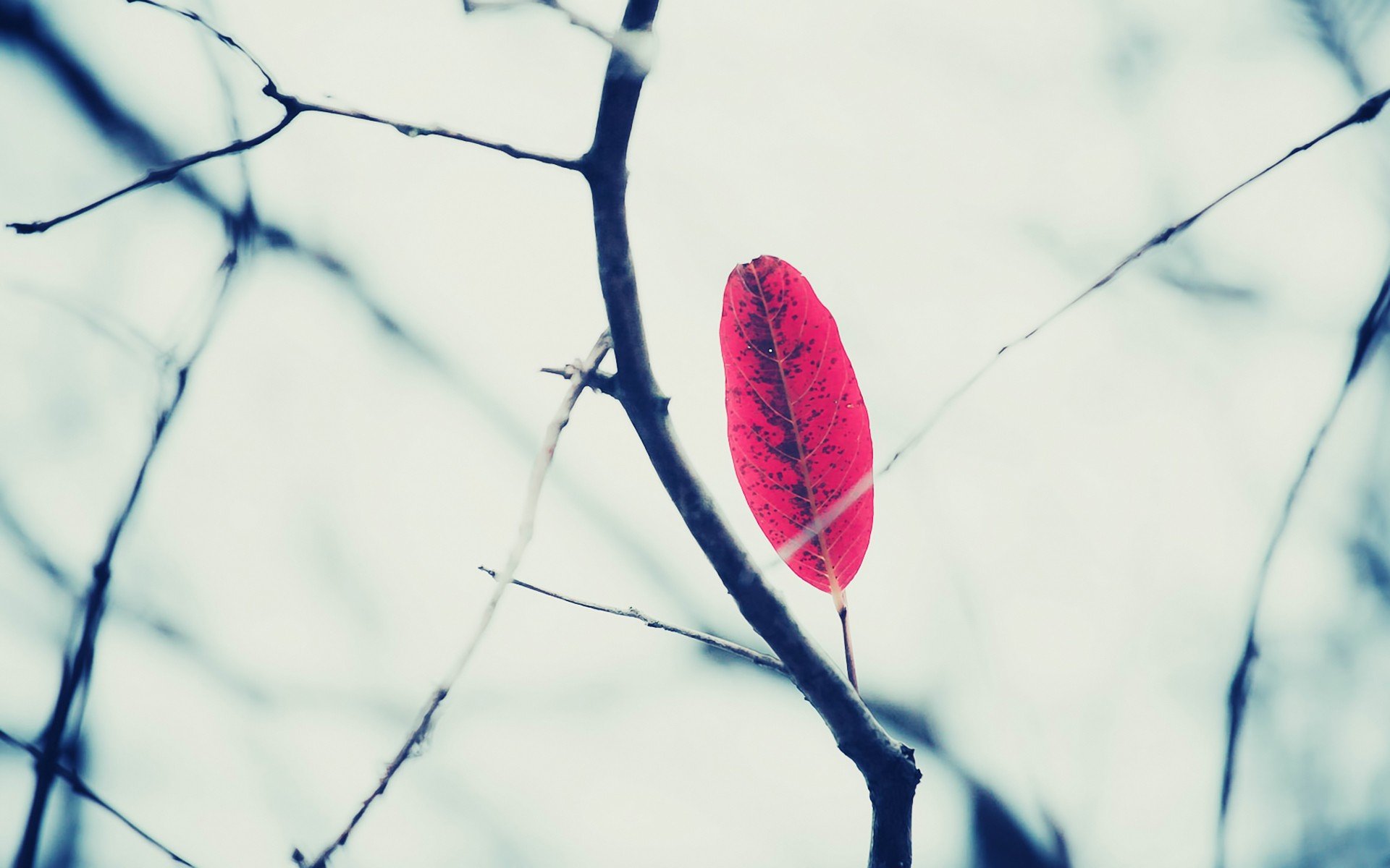 小清新,清新淡雅,淡雅,树叶,十二月七日,儿童桌面专用