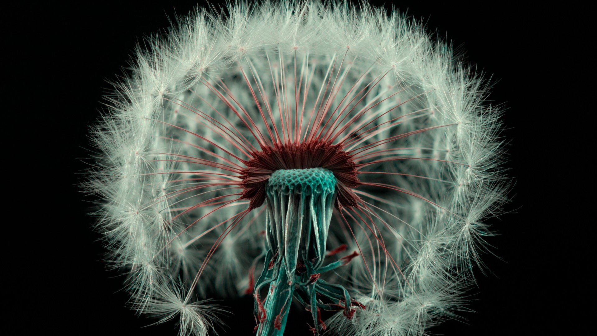 小清新,护眼壁纸,蒲公英,十二月二十四日,儿童桌面专用