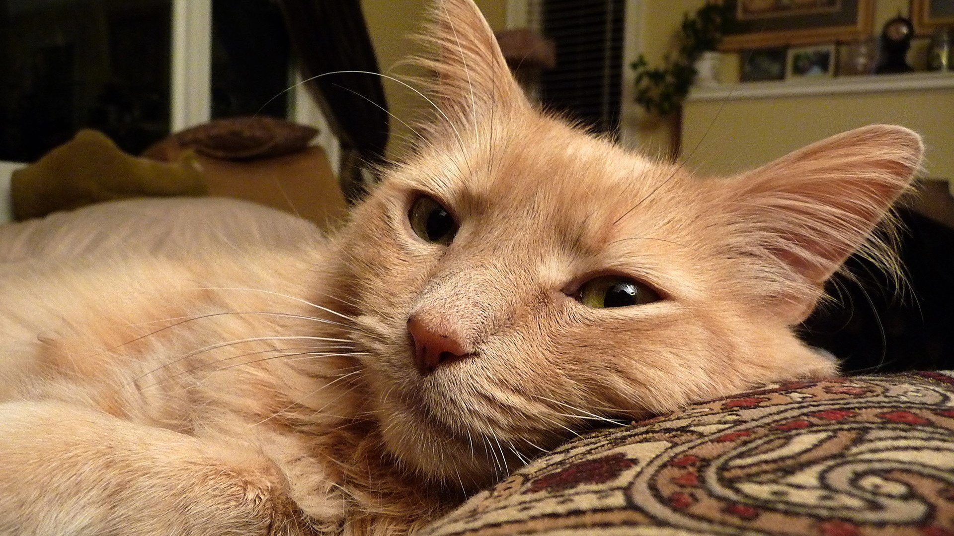 萌宠,喵星人,儿童桌面专用