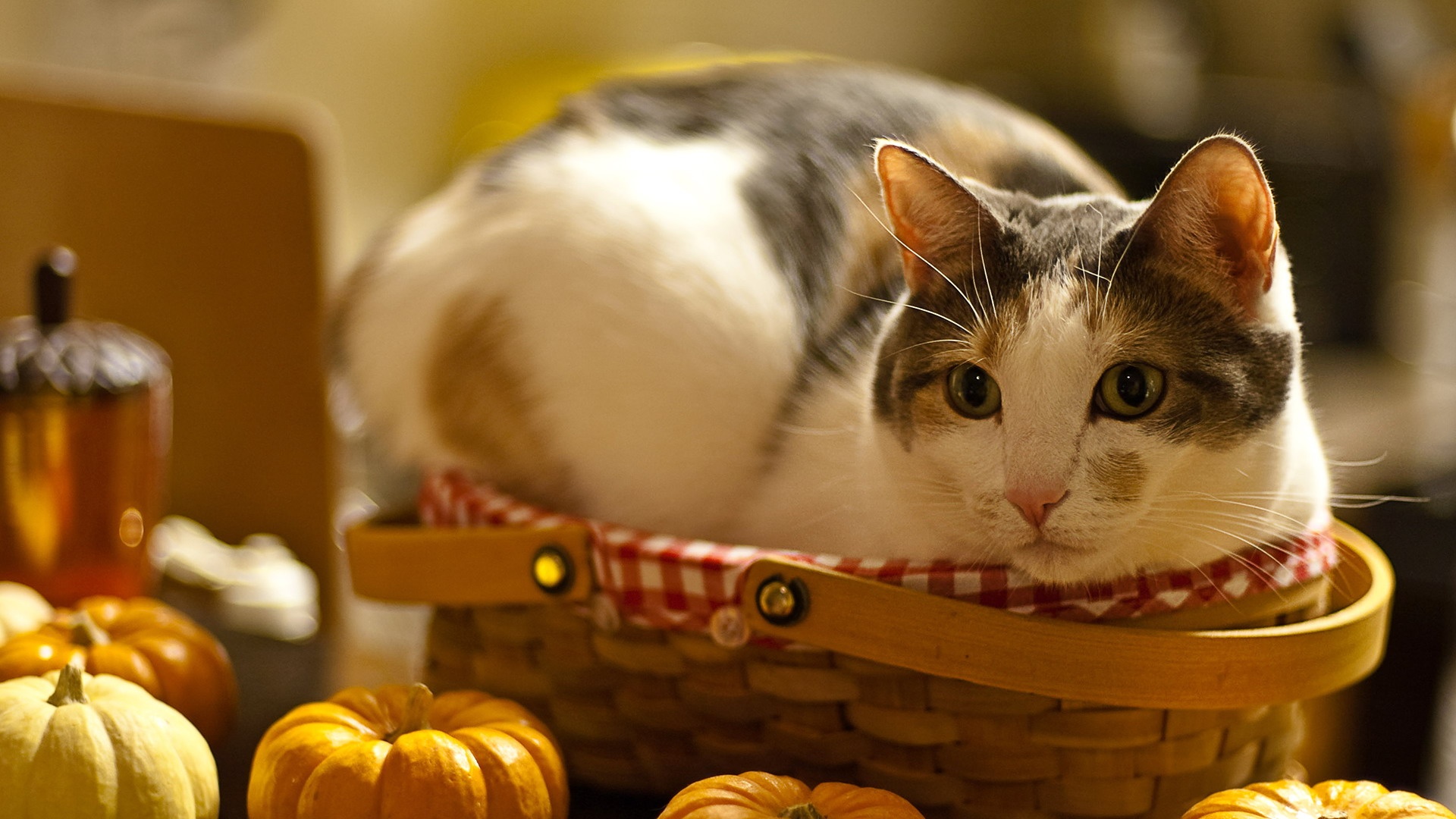 萌宠,喵星人,喵喵,儿童桌面专用