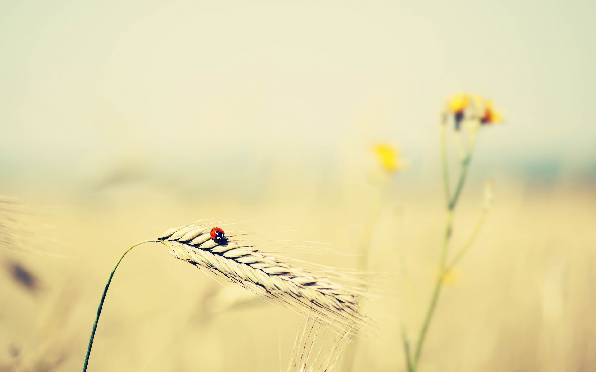 小清新,鸟语花香,花卉,小花,十二月七日,儿童桌面专用