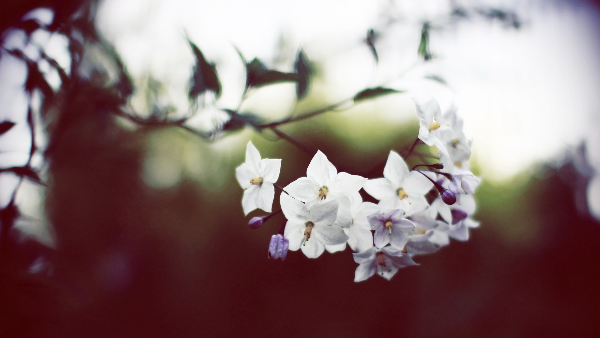 小清新,清新淡雅,淡雅,花卉,十二月十九日