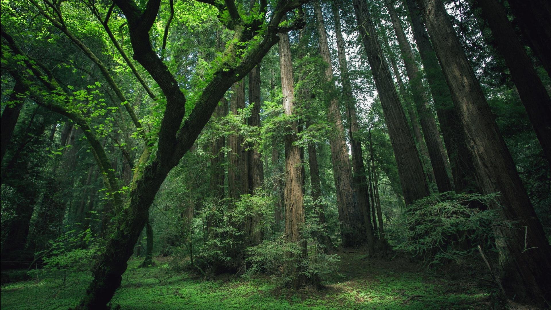 小清新,护眼壁纸,儿童桌面专用