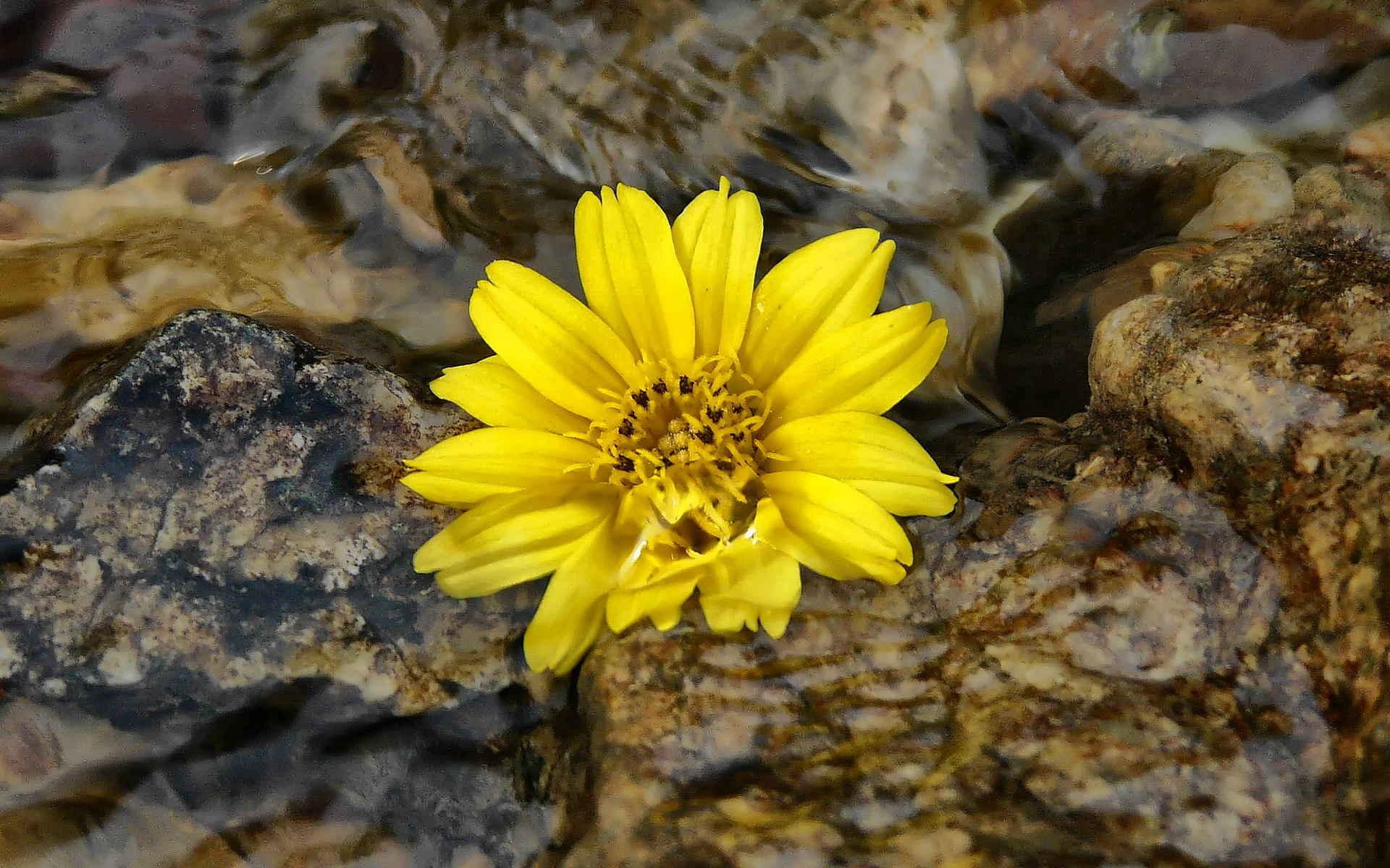 小清新,静物写真,静物,花卉,十二月十四日,儿童桌面专用