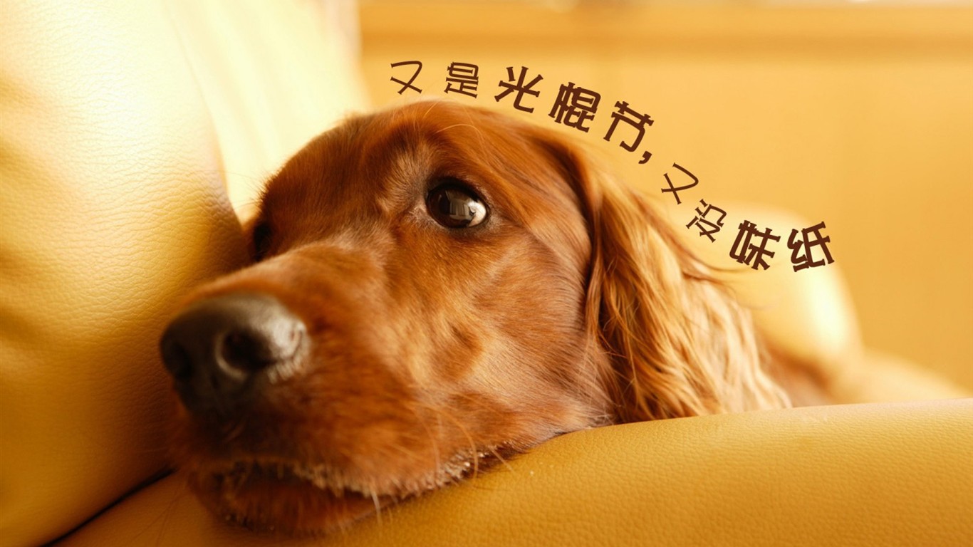 爱情,爱情箴言,伤感,光棍节