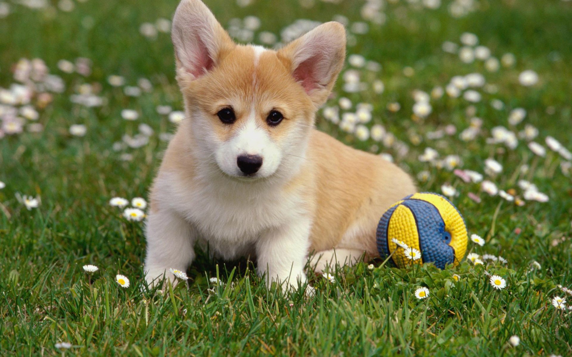 萌宠,汪星人,十二月十日,儿童桌面专用