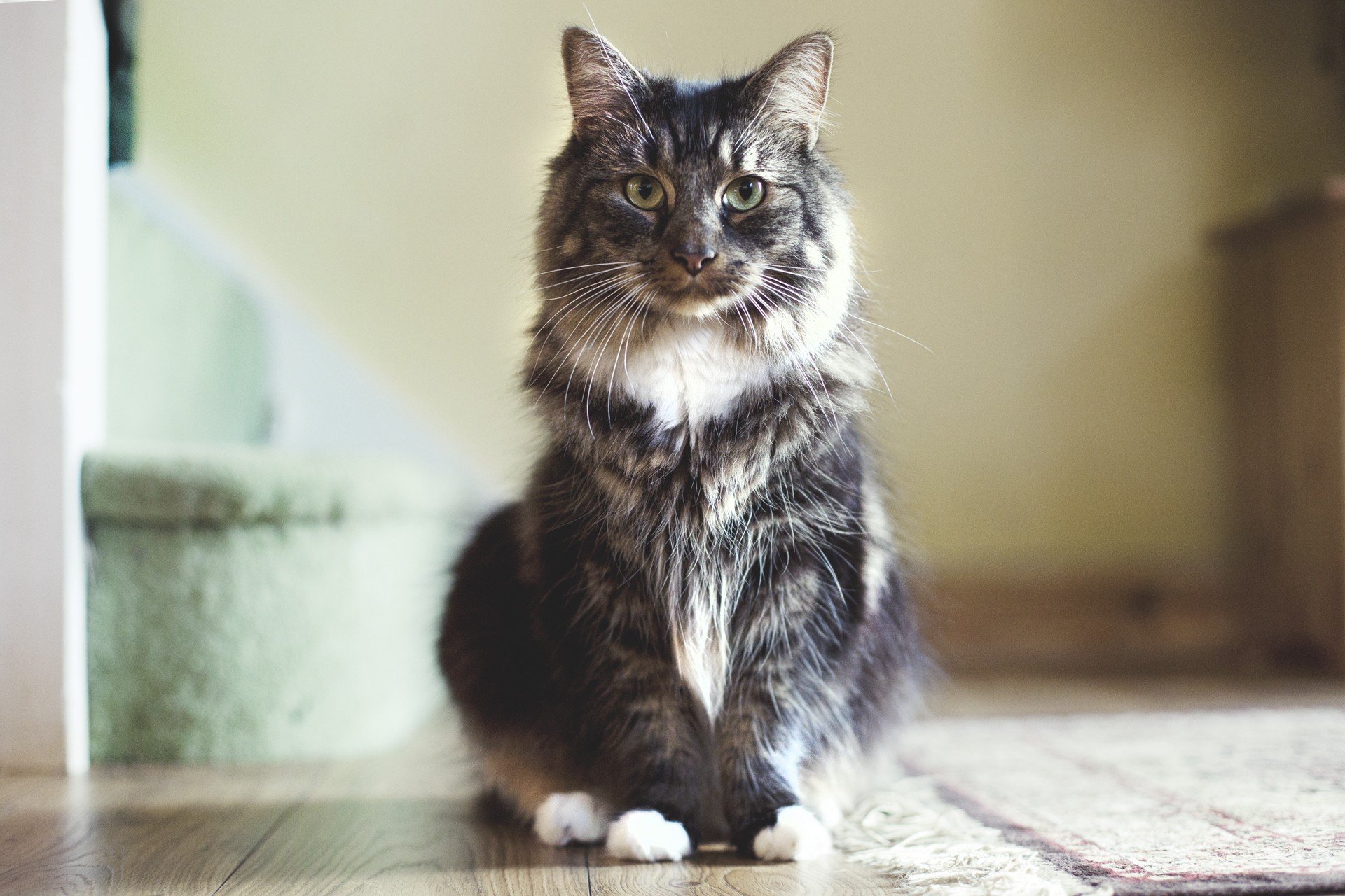 萌宠,喵星人,儿童桌面专用