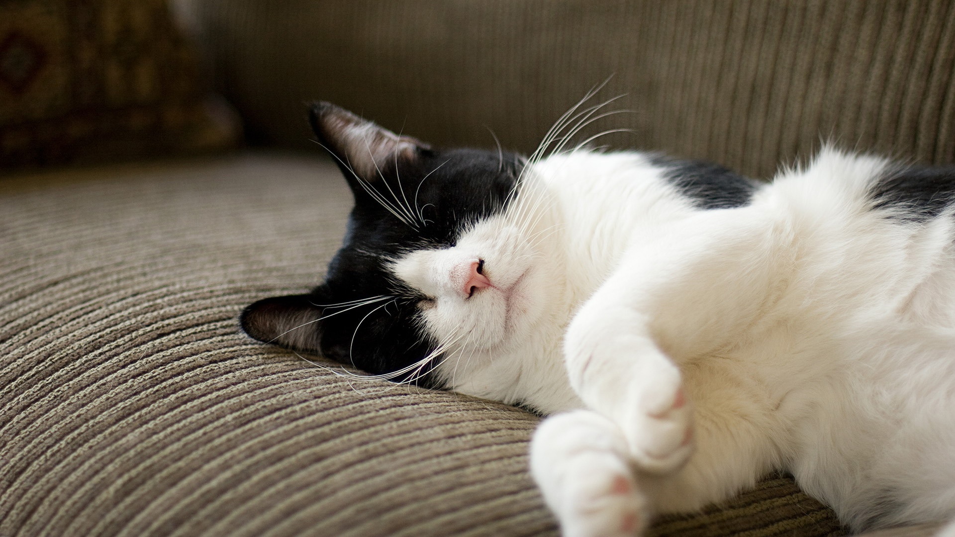 萌宠,喵星人,儿童桌面专用