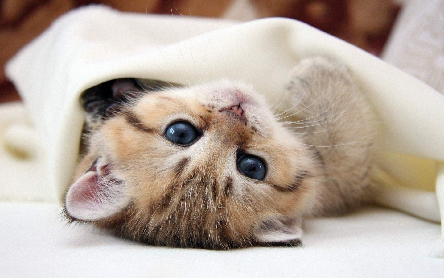 萌宠,猫,喵星人,十二月七日,喵喵,儿童桌面专用