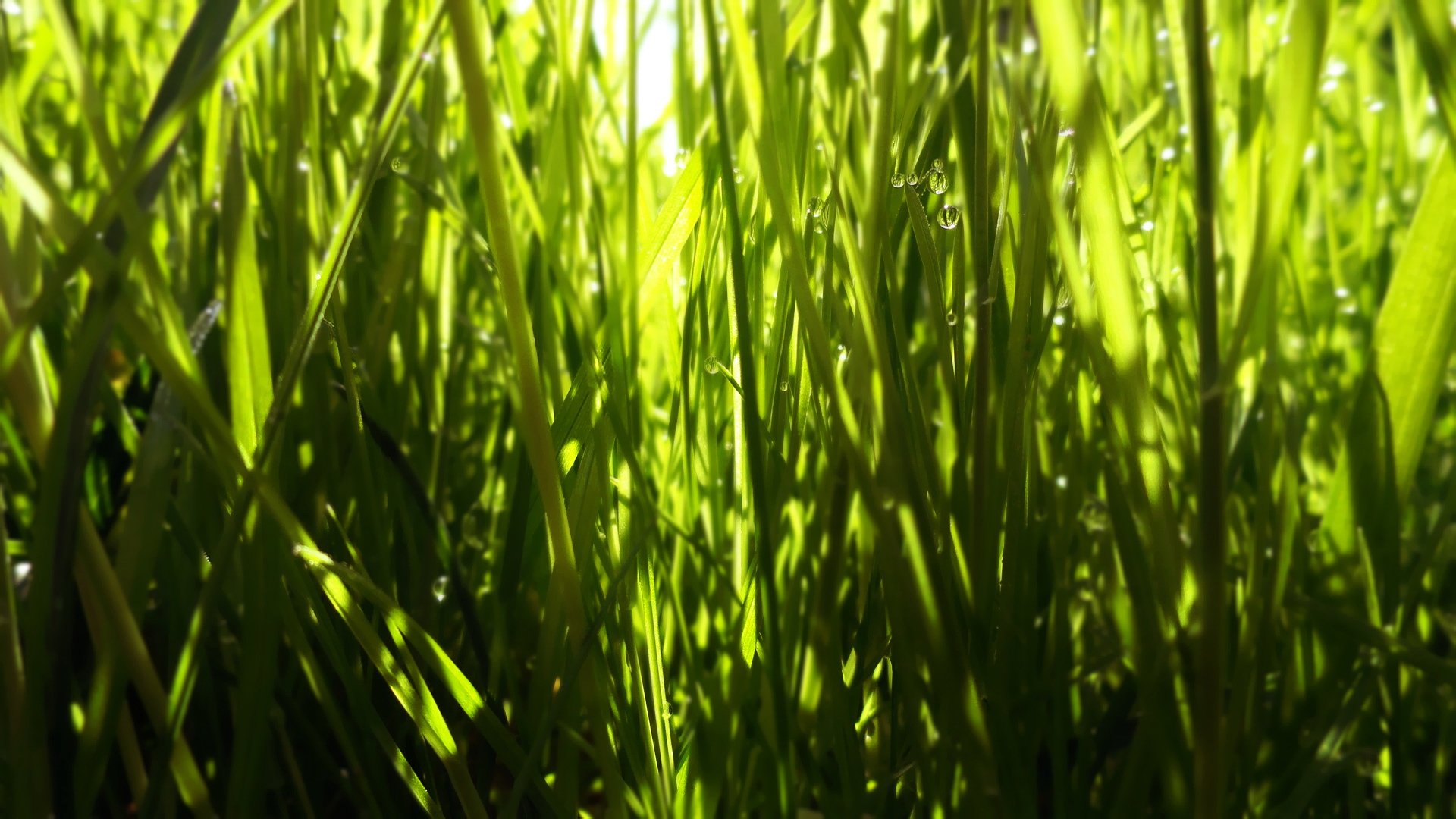 小清新,护眼壁纸,十一月三十日精选,儿童桌面专用