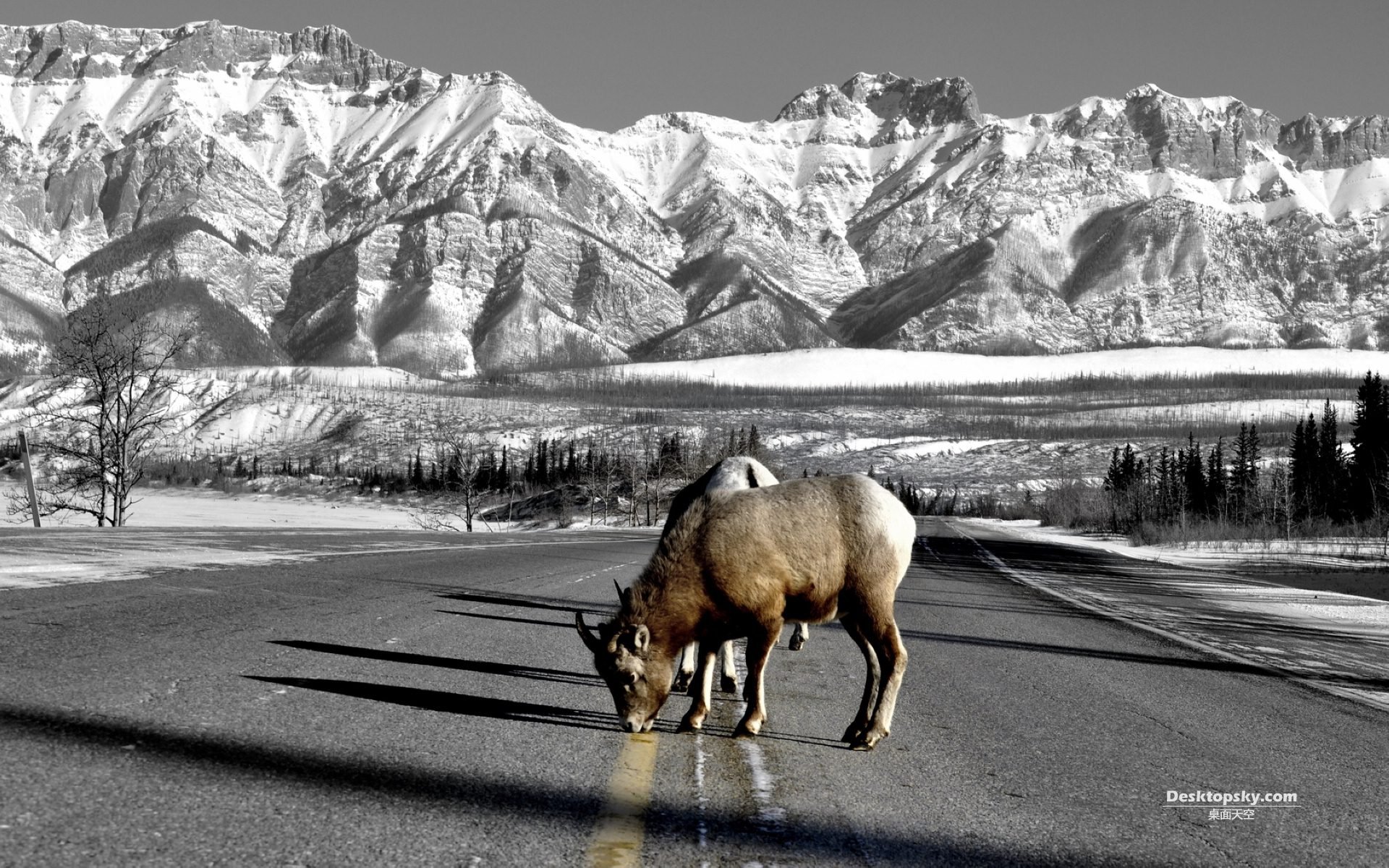 萌宠,野生动物,山羊,十一月三十日精选,儿童桌面专用