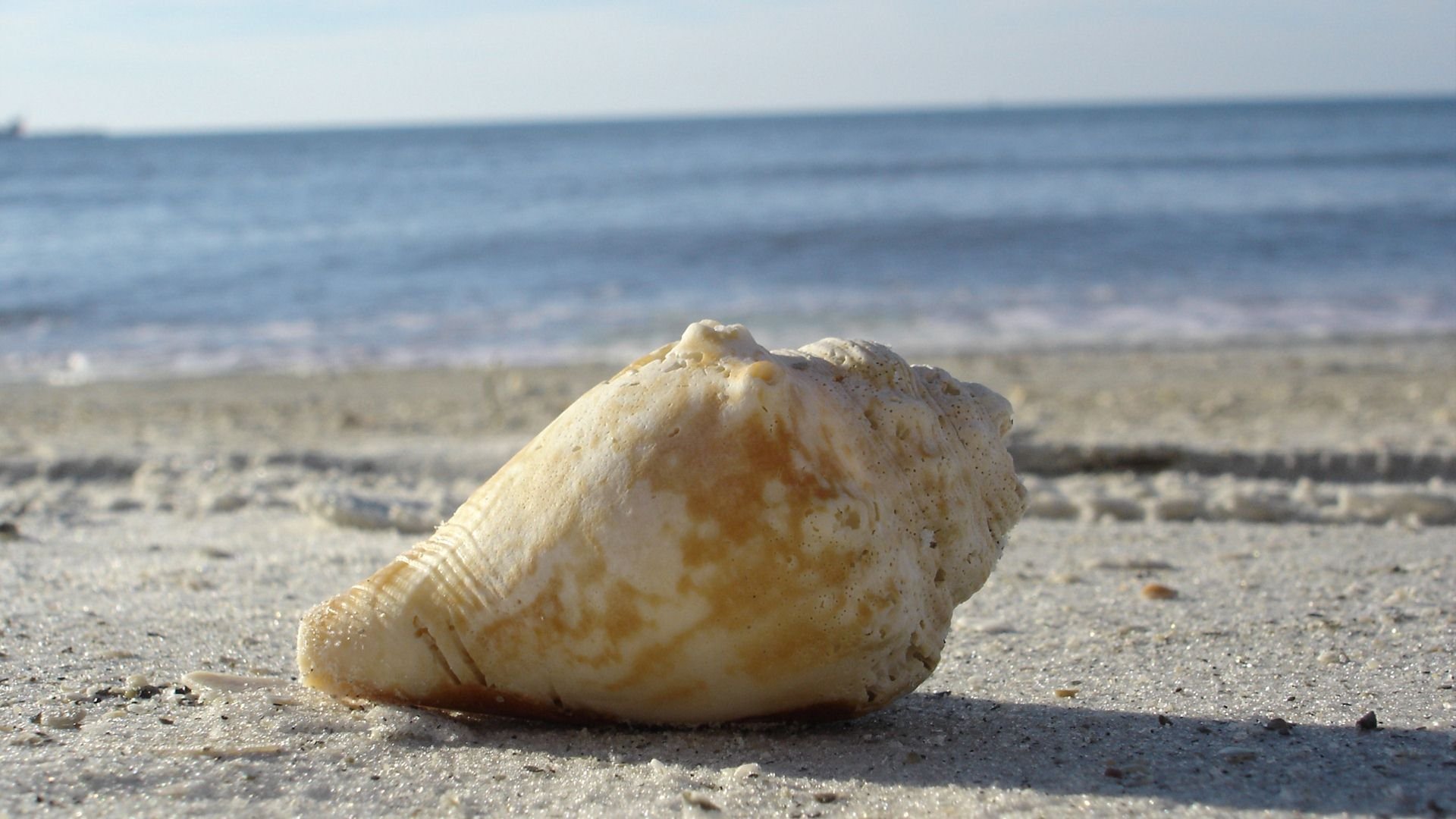 小清新,静物写真,静物,海螺,十二月十一日,儿童桌面专用