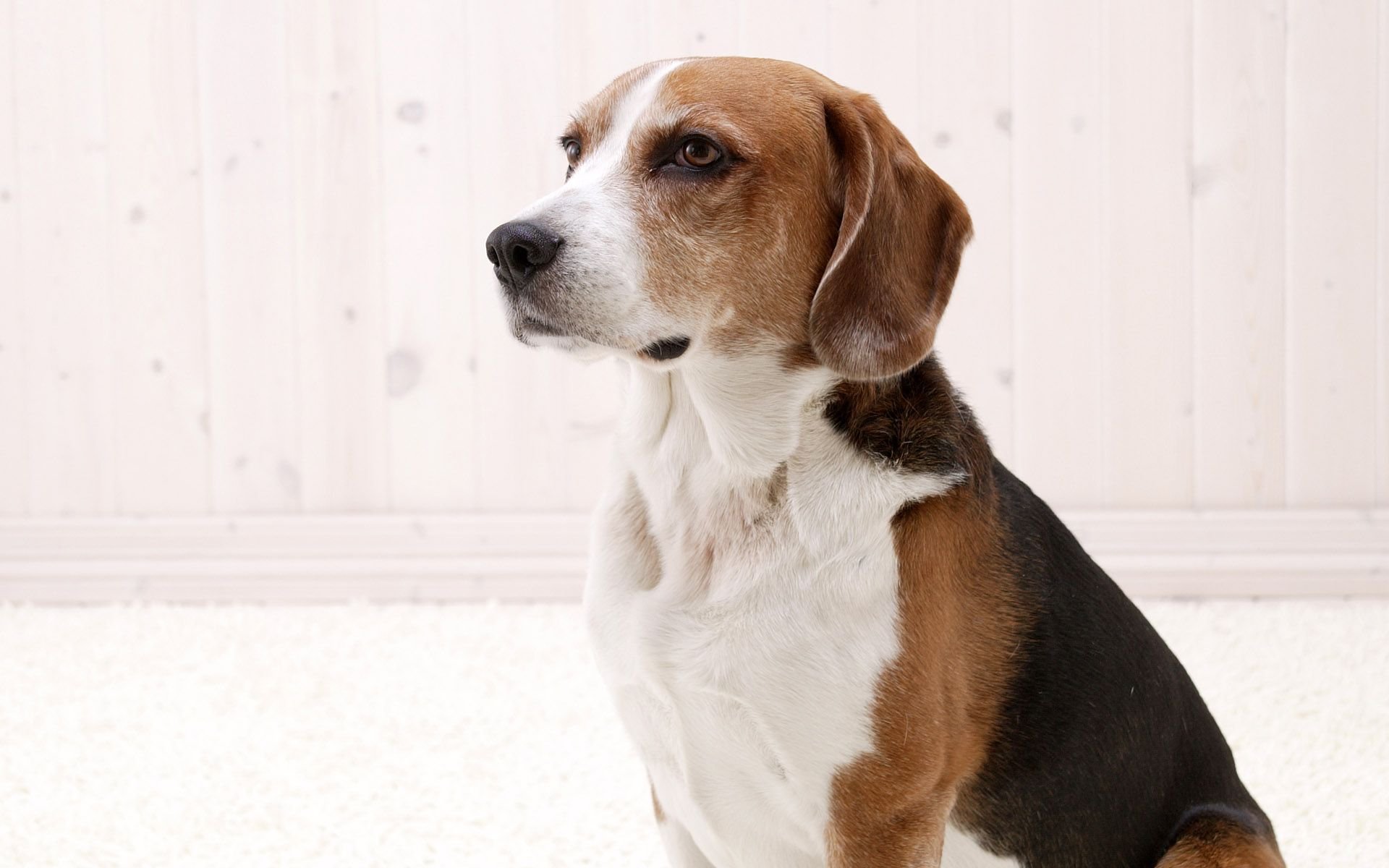 萌宠,汪星人,十二月六日,儿童桌面专用