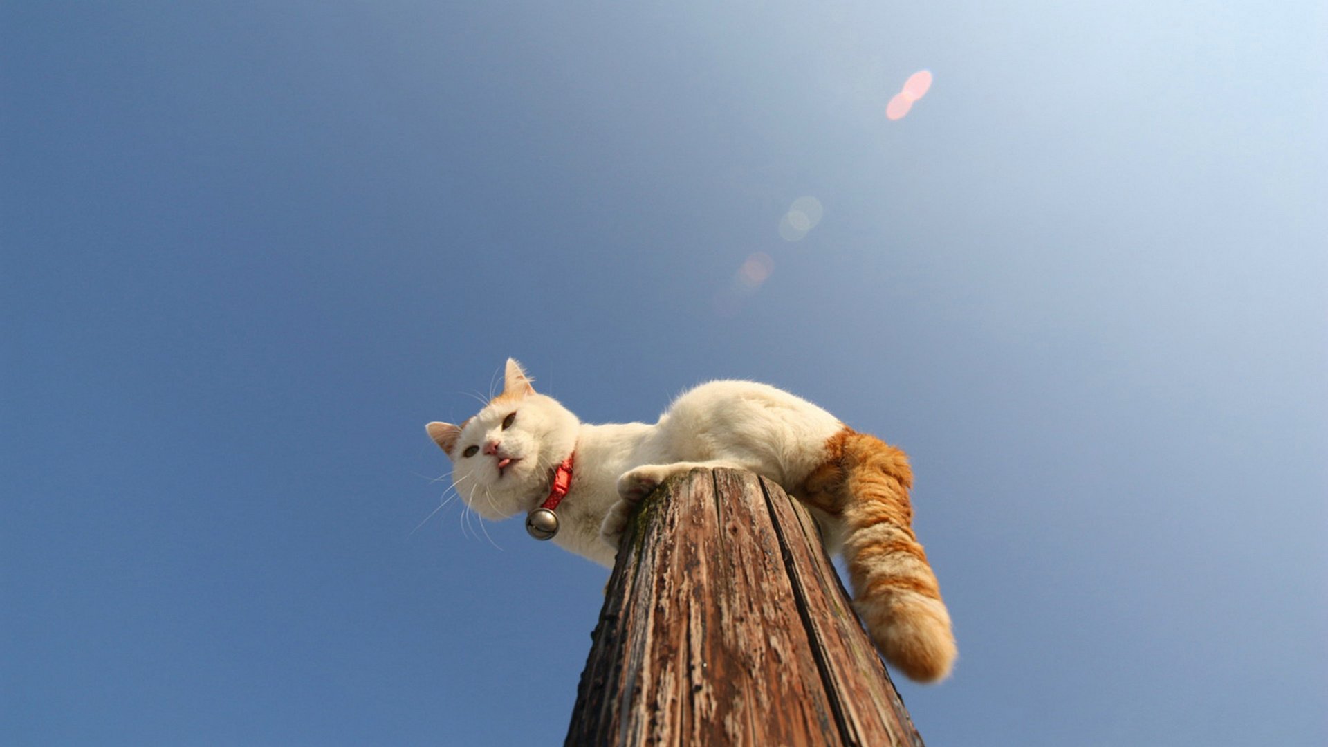 萌宠,喵星人,儿童桌面专用