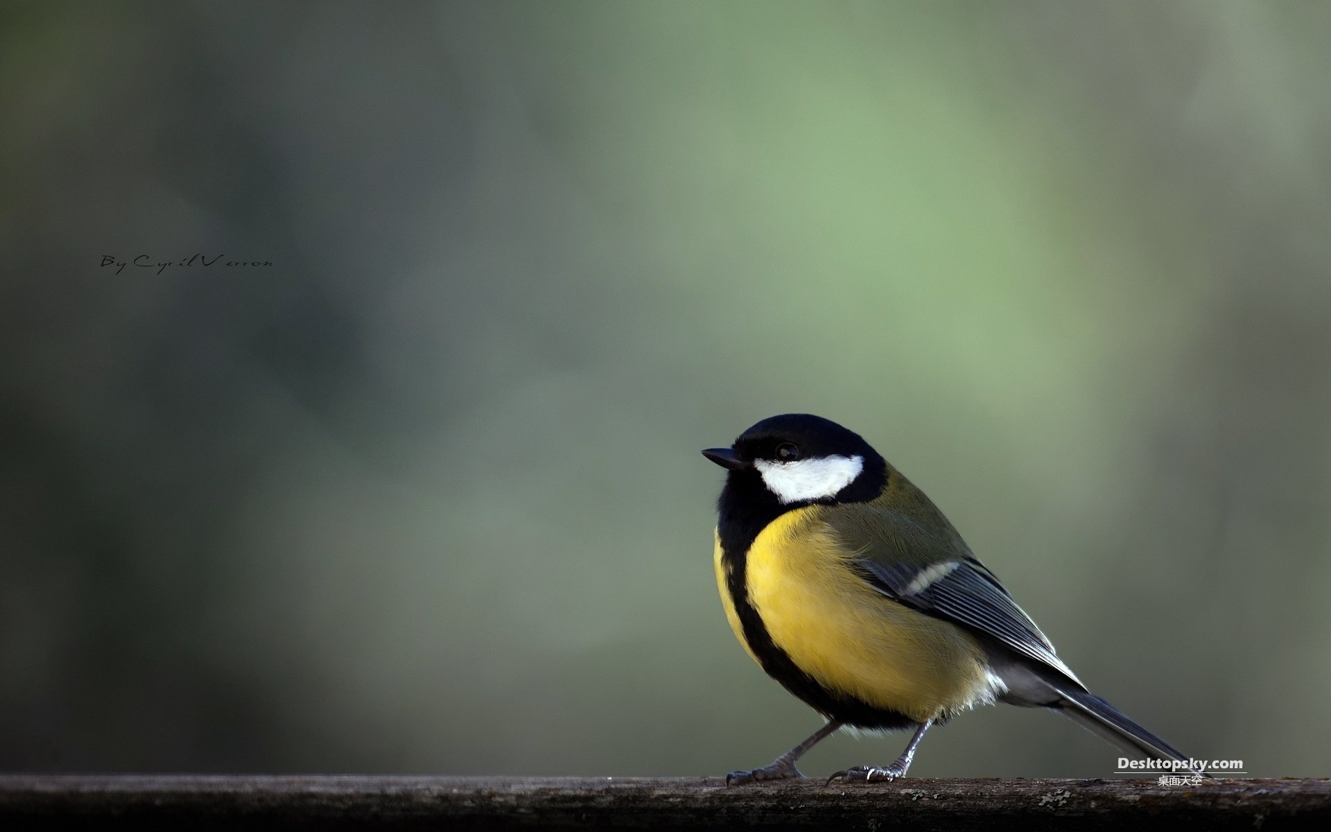 萌宠,小鸟天地,儿童桌面专用