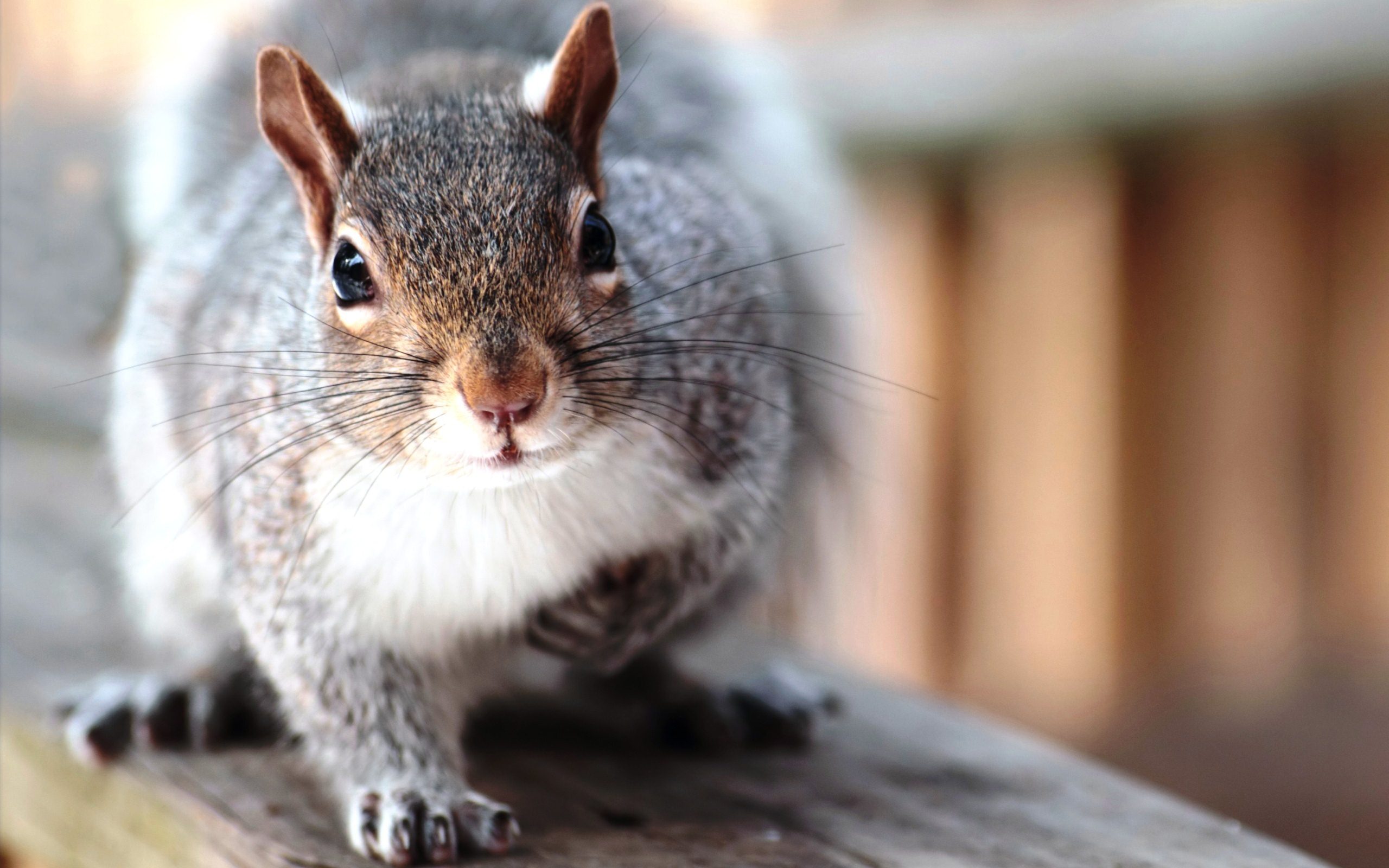 萌宠,卖萌图,儿童桌面专用