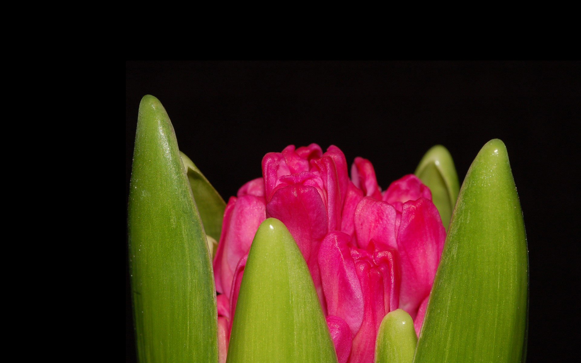 小清新,娇艳欲滴,儿童桌面专用