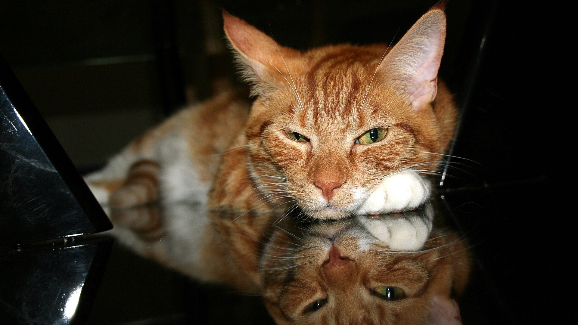 萌宠,喵星人,儿童桌面专用