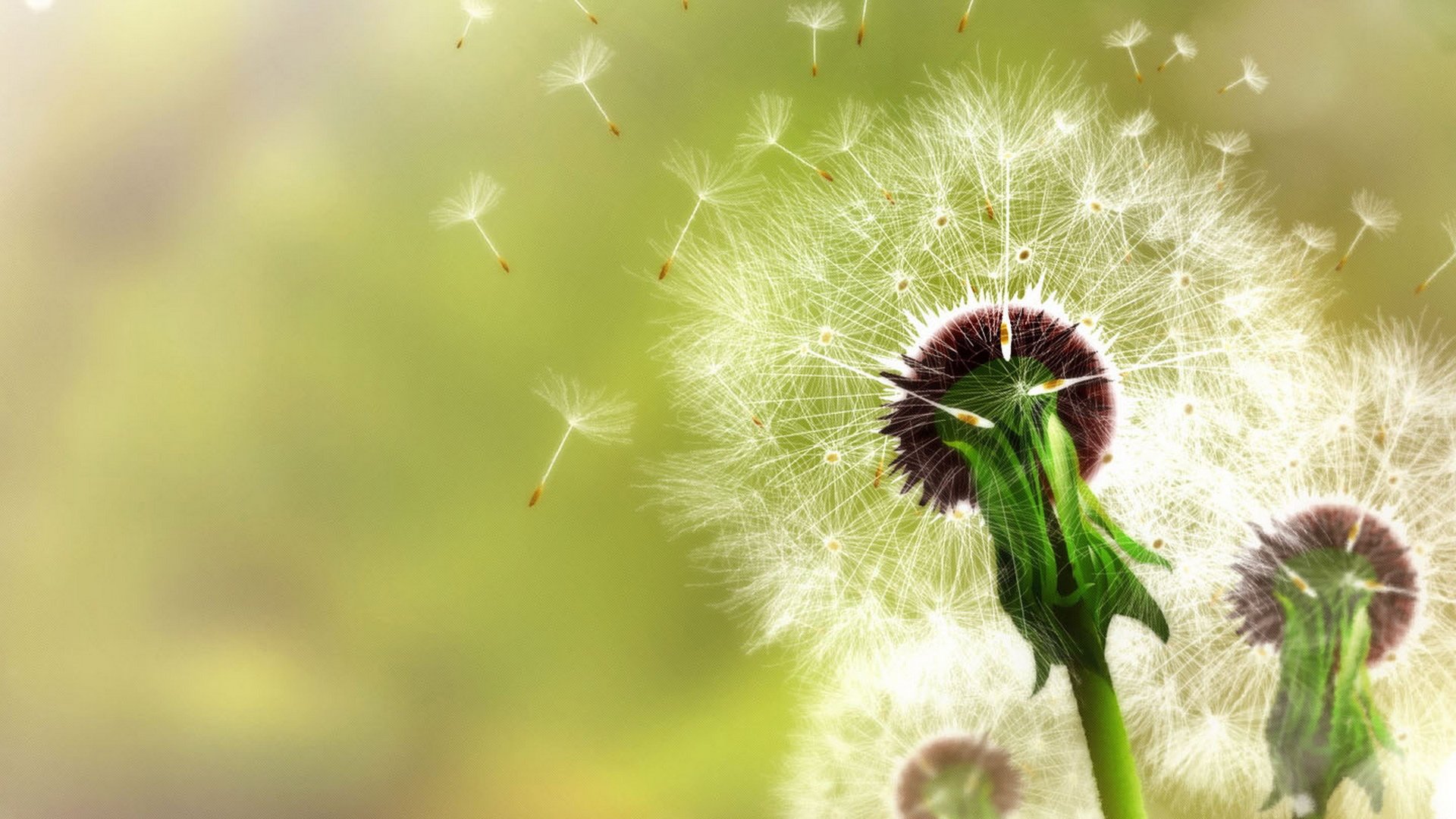 小清新,护眼壁纸,蒲公英,十二月二十六日,儿童桌面专用