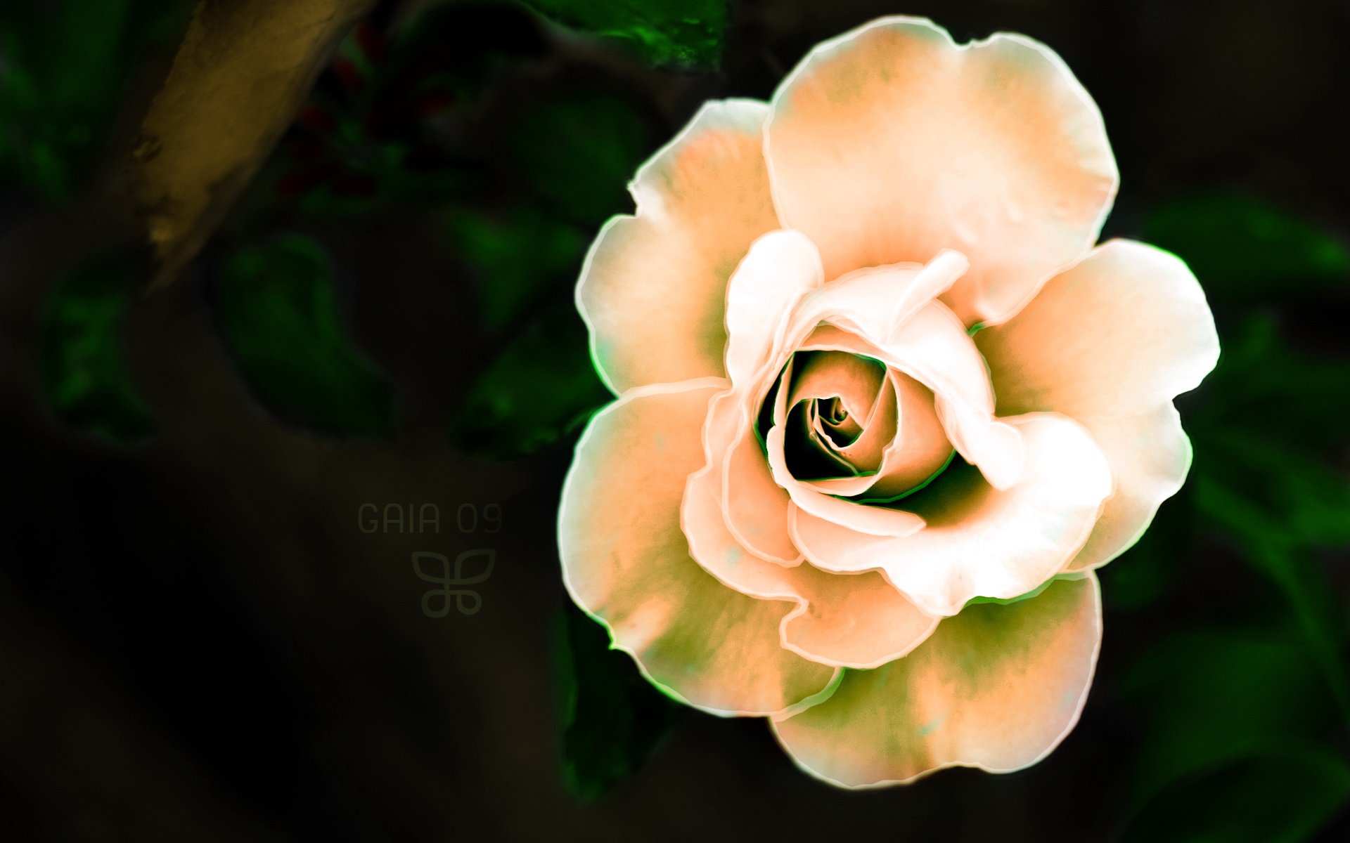 小清新,静物写真,静物,花卉,十二月十九日,儿童桌面专用