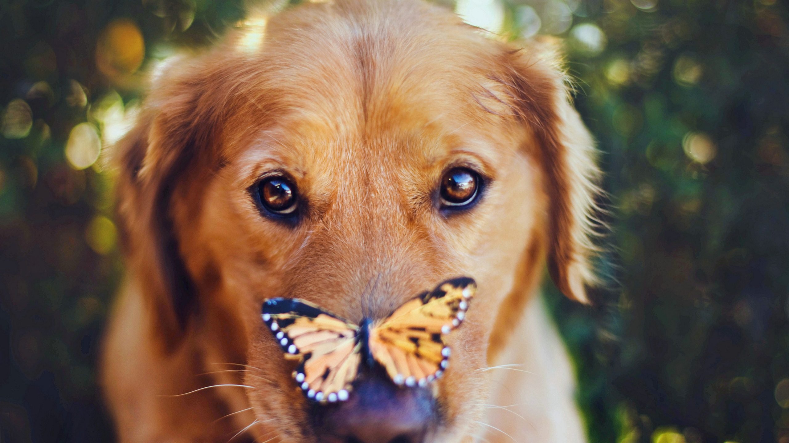 萌宠,汪星人,儿童桌面专用