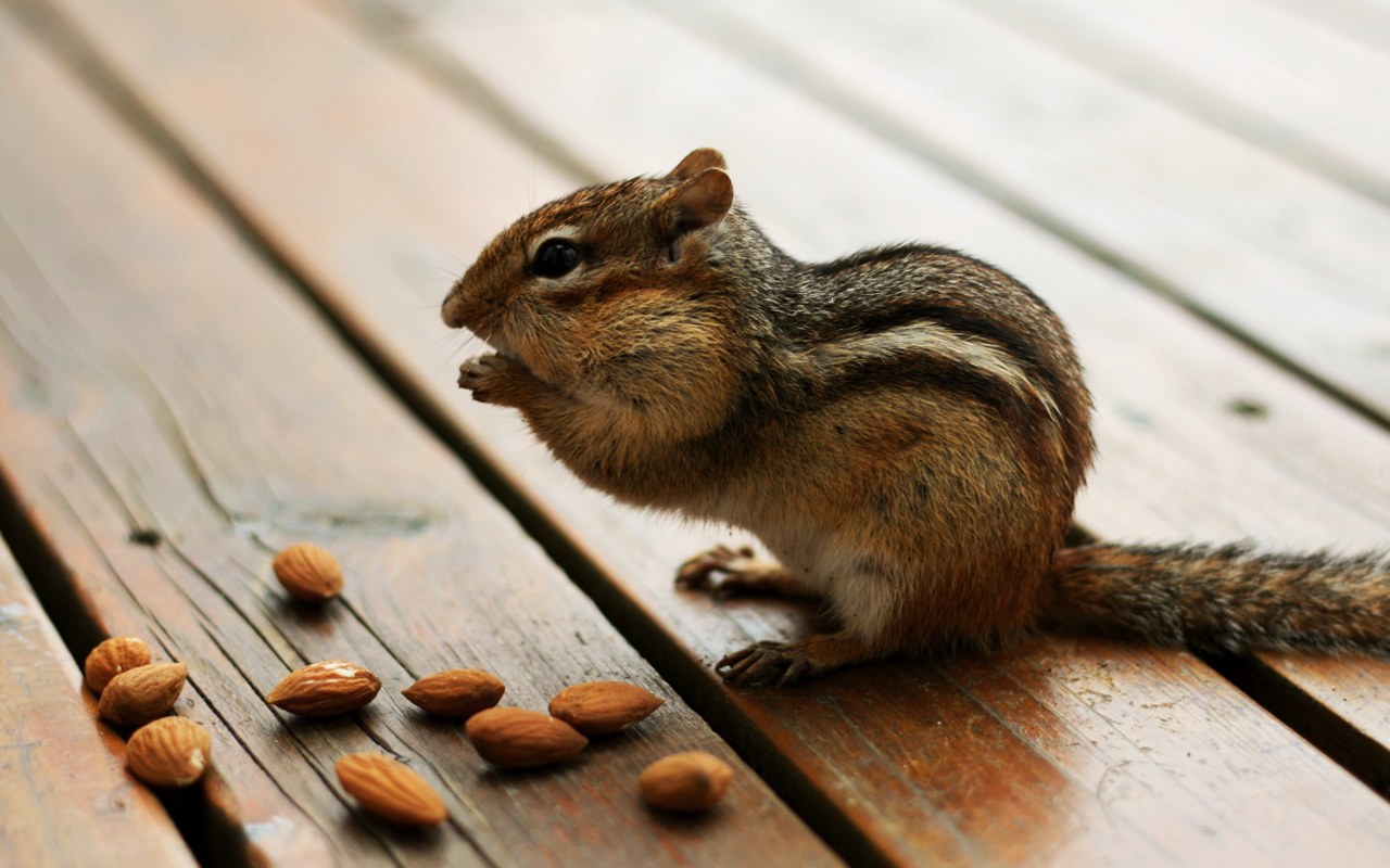 萌宠,古灵精怪,栗鼠,儿童桌面专用