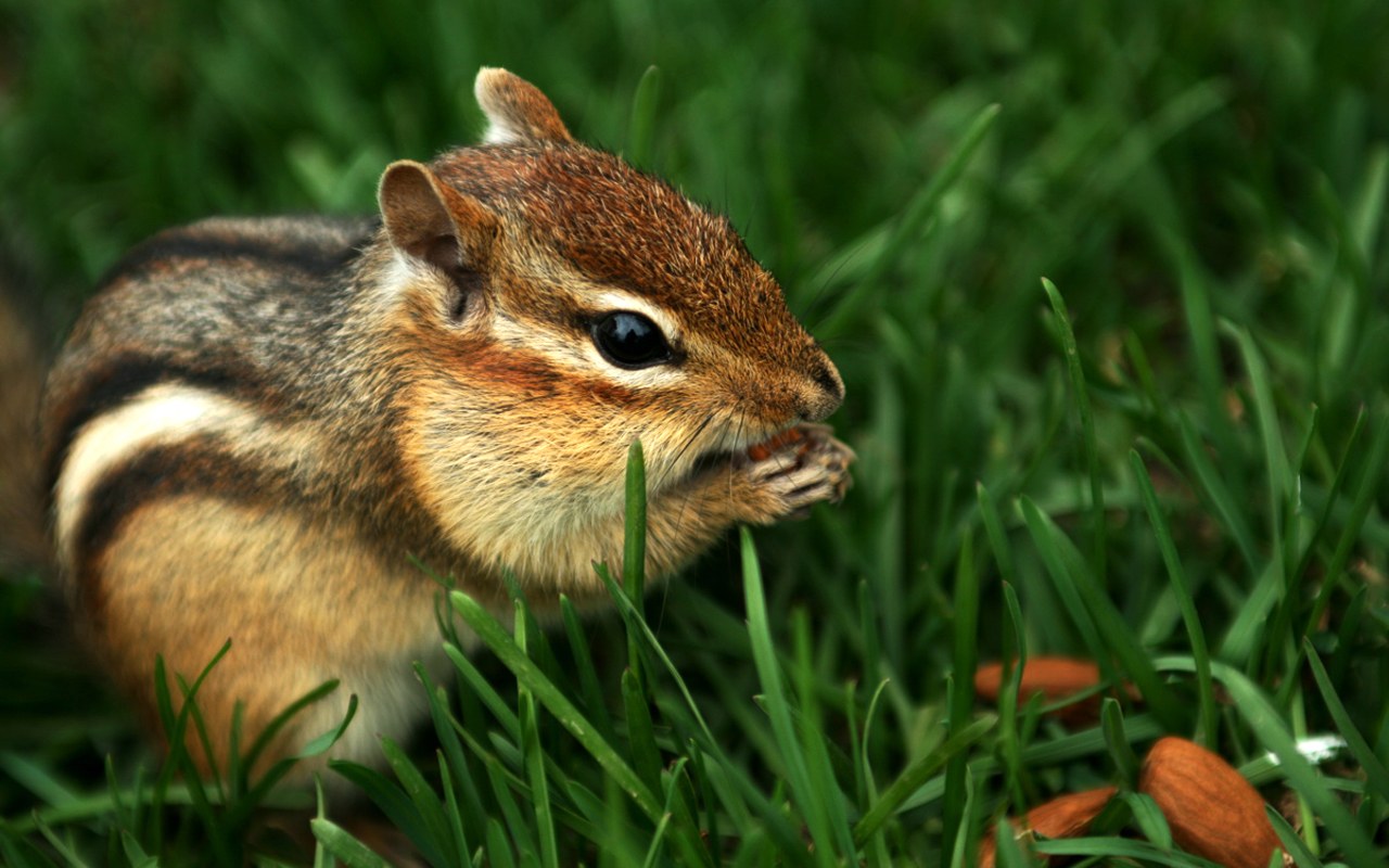 萌宠,古灵精怪,栗鼠,儿童桌面专用