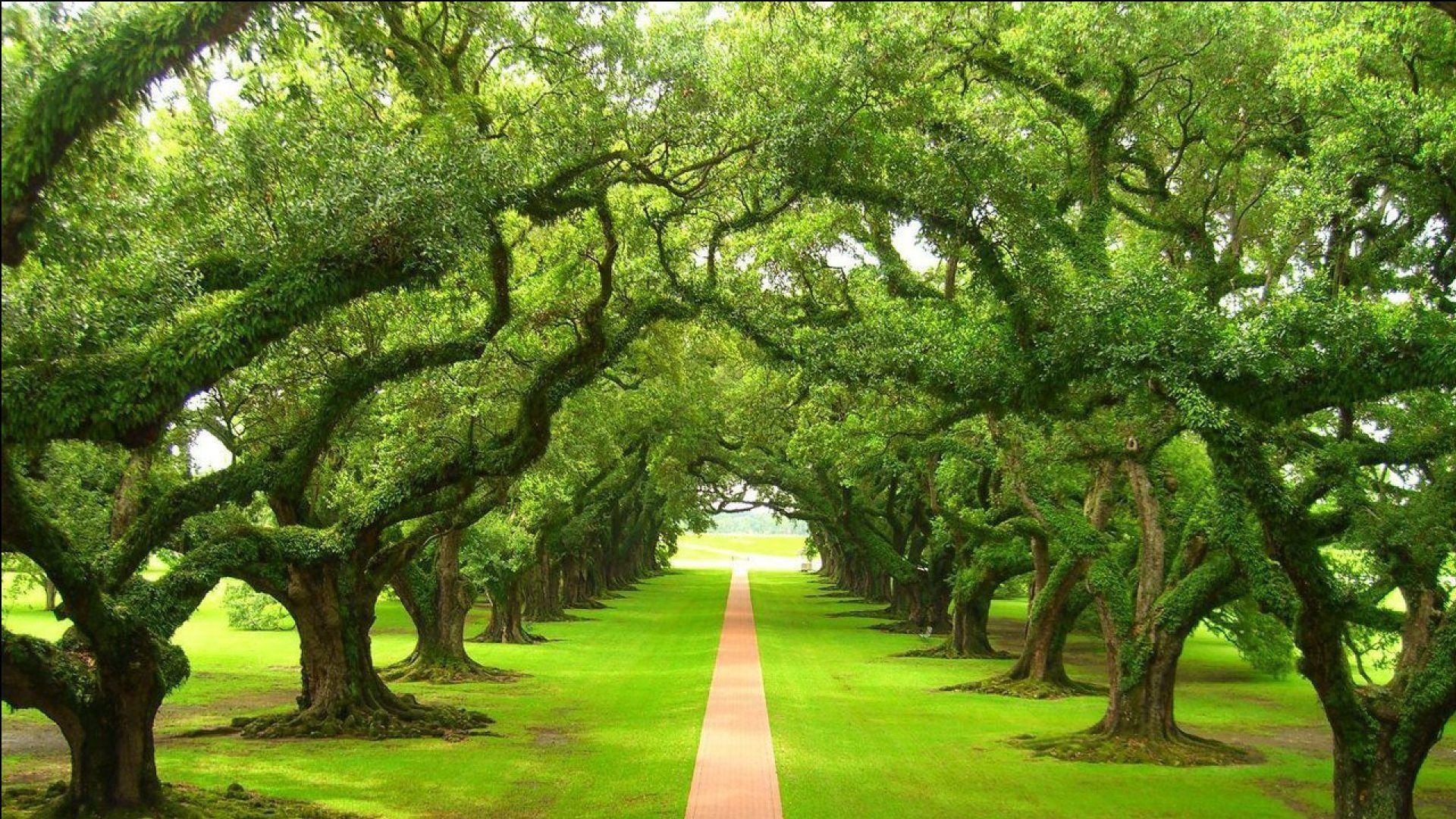 风景,碧绿草原,儿童桌面专用