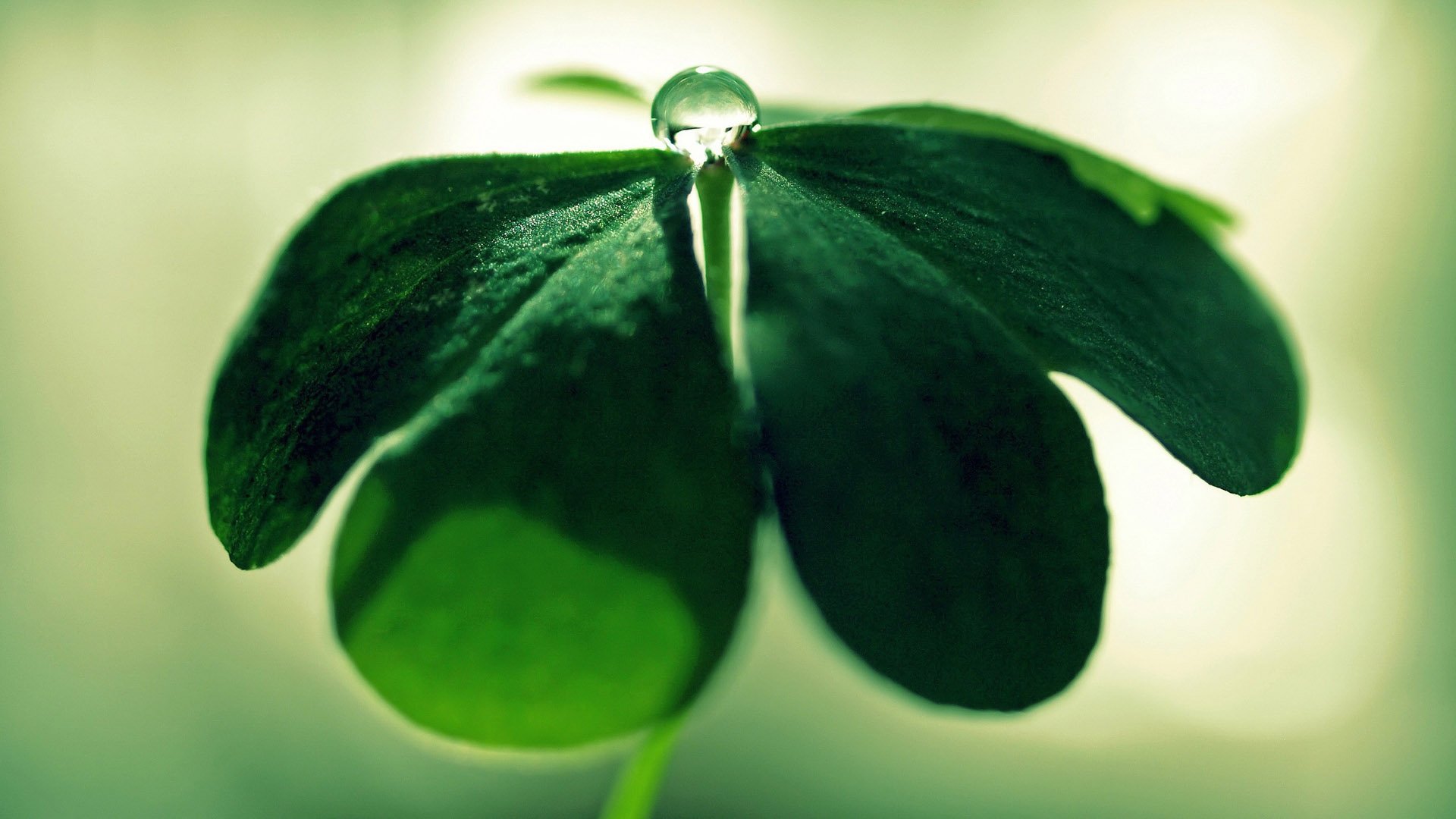 小清新,护眼壁纸,护眼,十二月二十五日,儿童桌面专用